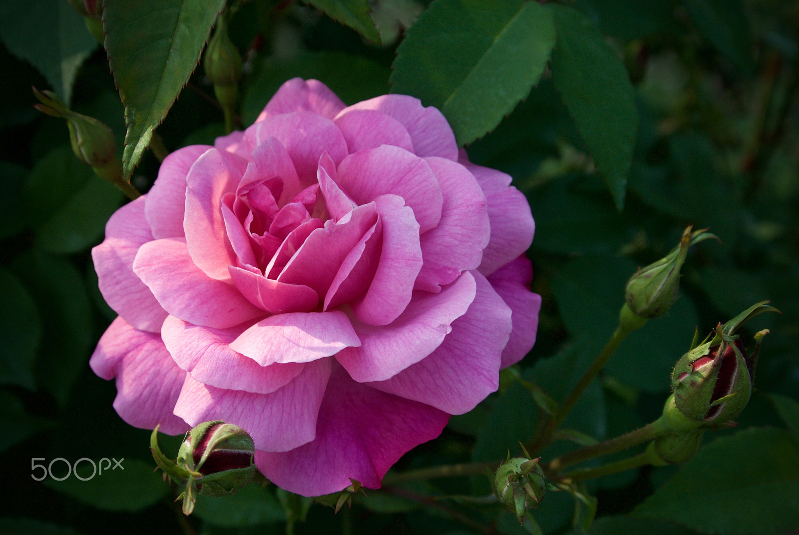 Nikon 1 J2 sample photo. Pink hirakata rose photography