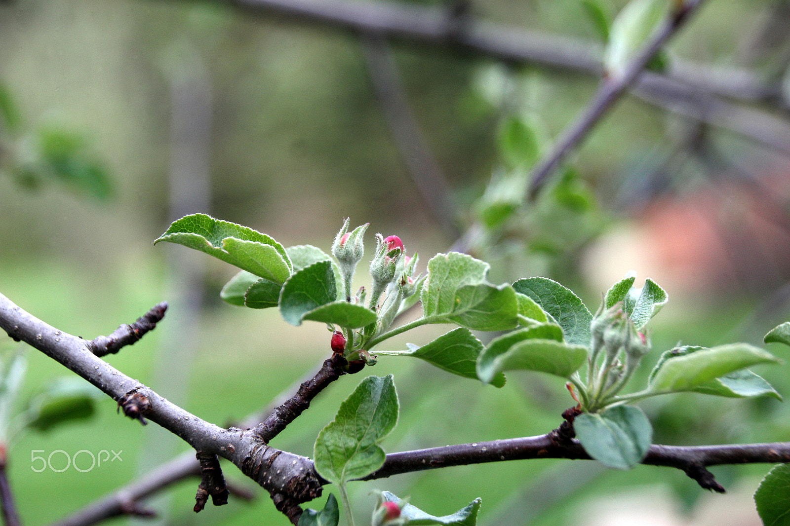 Sigma 18-250mm F3.5-6.3 DC OS HSM sample photo. Apple blossoms ii photography