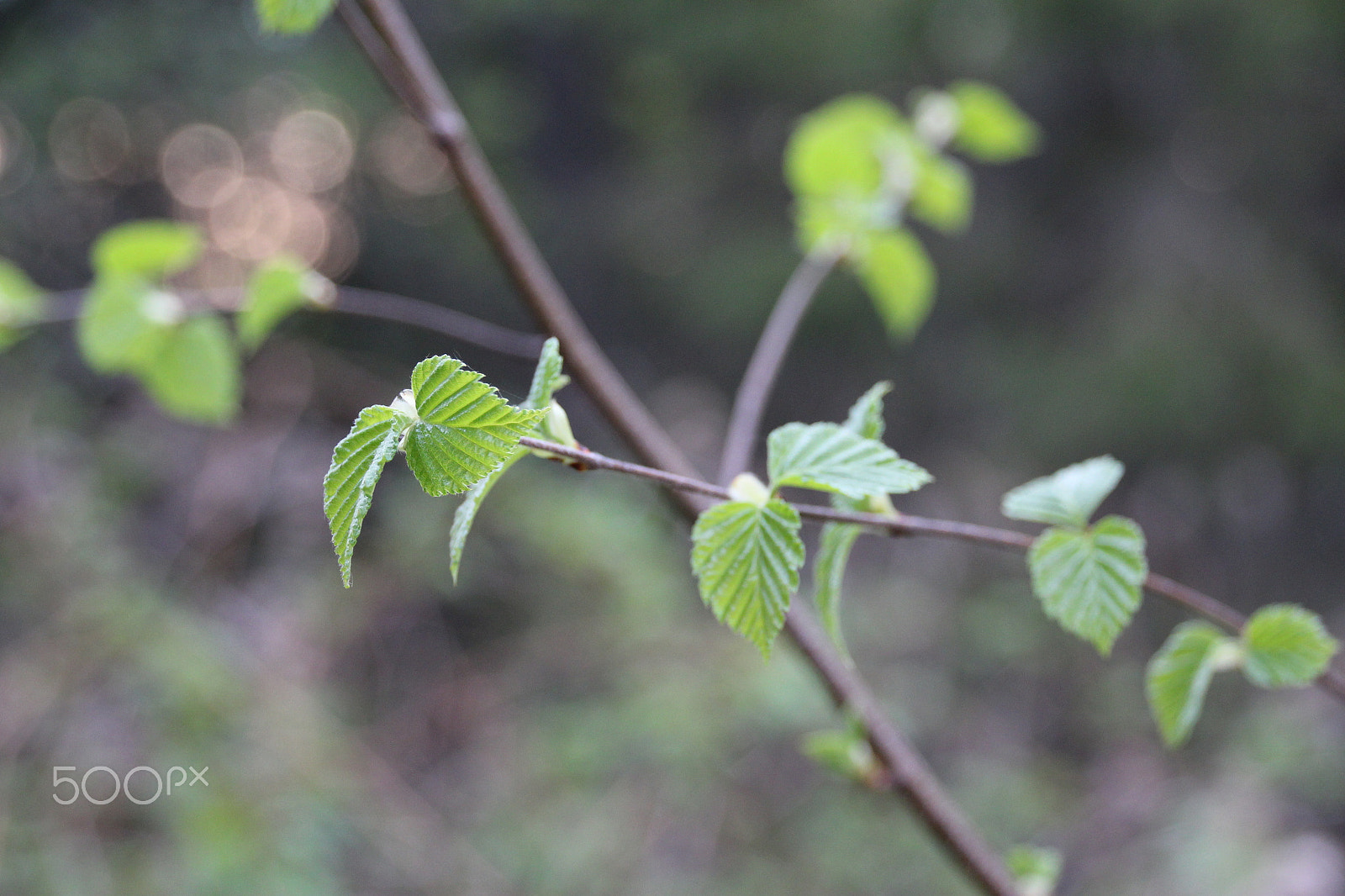 Sigma 18-250mm F3.5-6.3 DC OS HSM sample photo. New white birch leaves photography