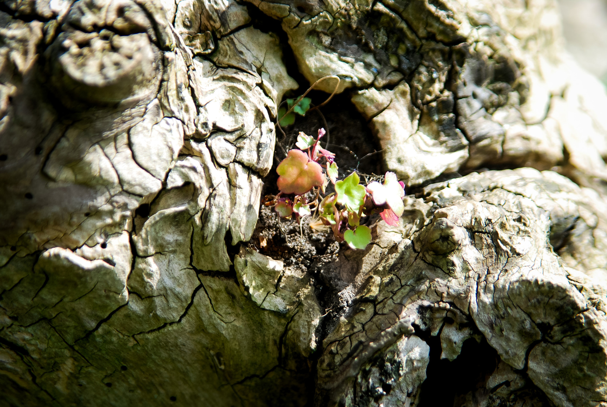 Sigma 28-105mm F2.8-4 Aspherical sample photo. Abc photography