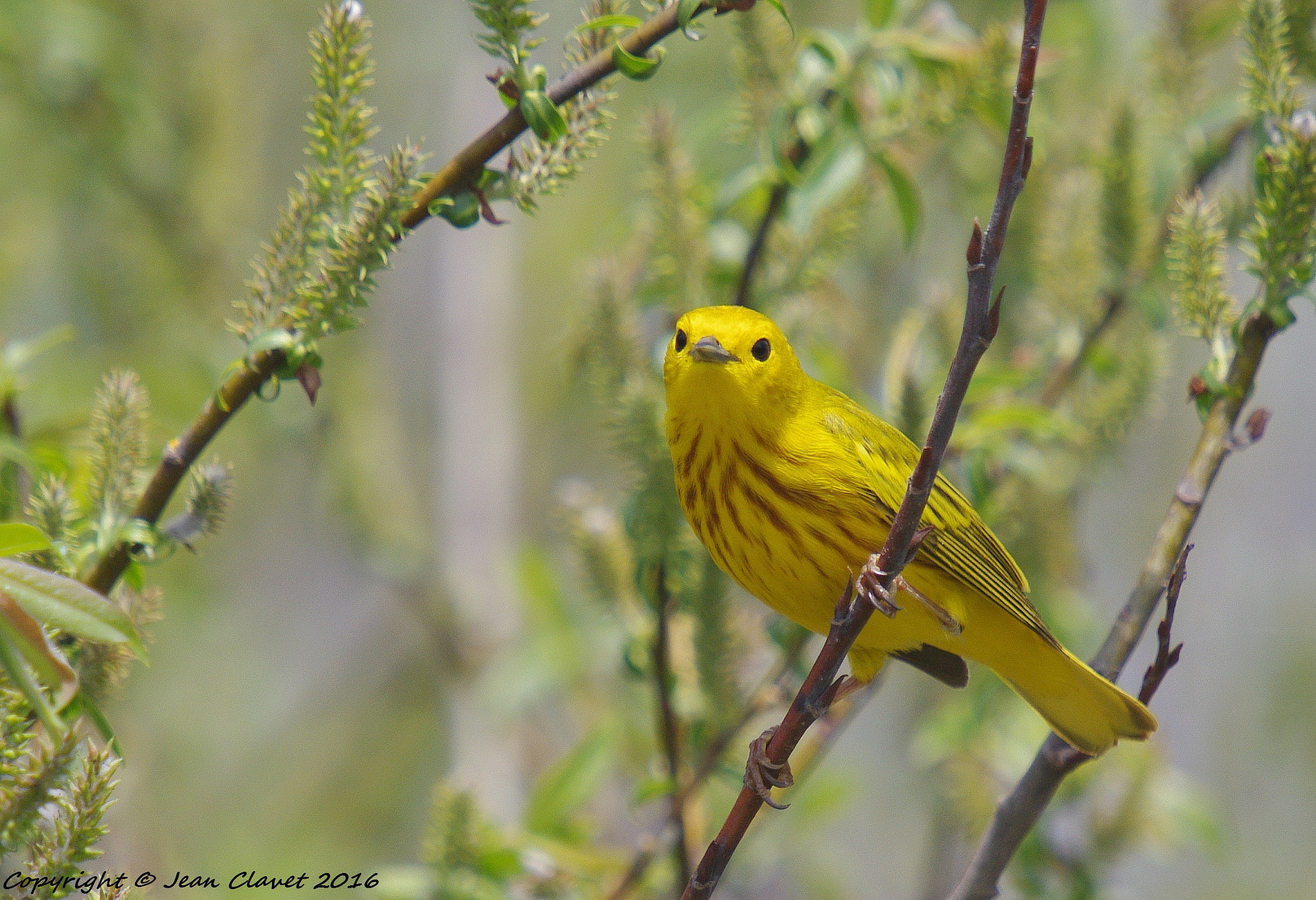 Pentax K-7 + Sigma sample photo. Paruline jaune photography
