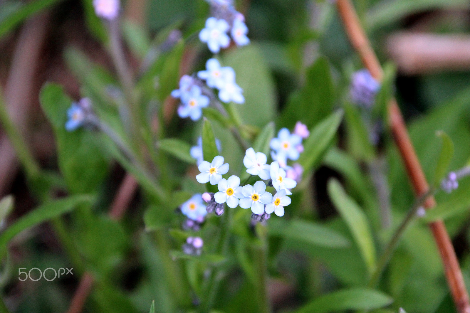 Sigma 18-250mm F3.5-6.3 DC OS HSM sample photo. Forget me nots photography