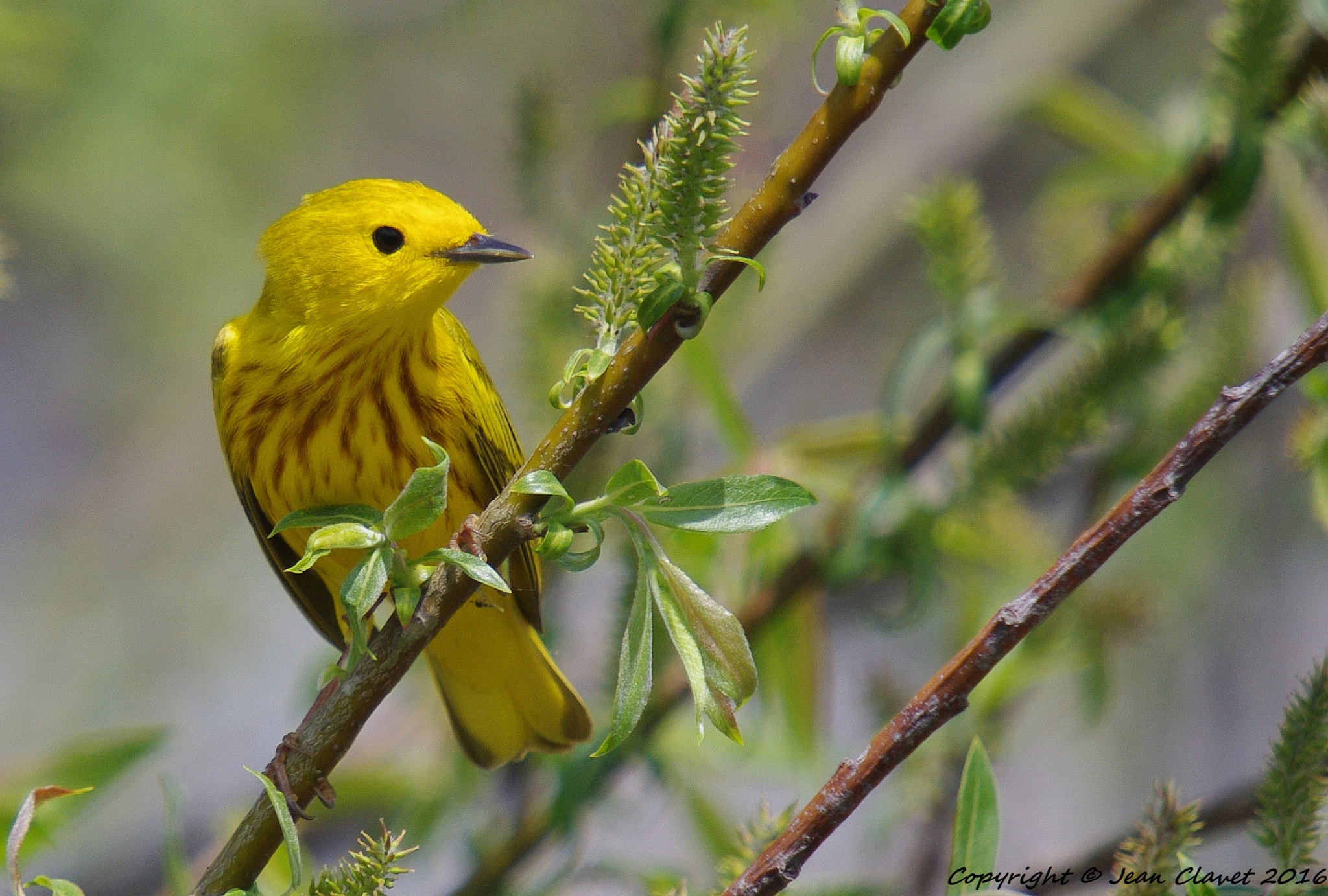 Pentax K-7 + Sigma sample photo. Paruline jaune photography