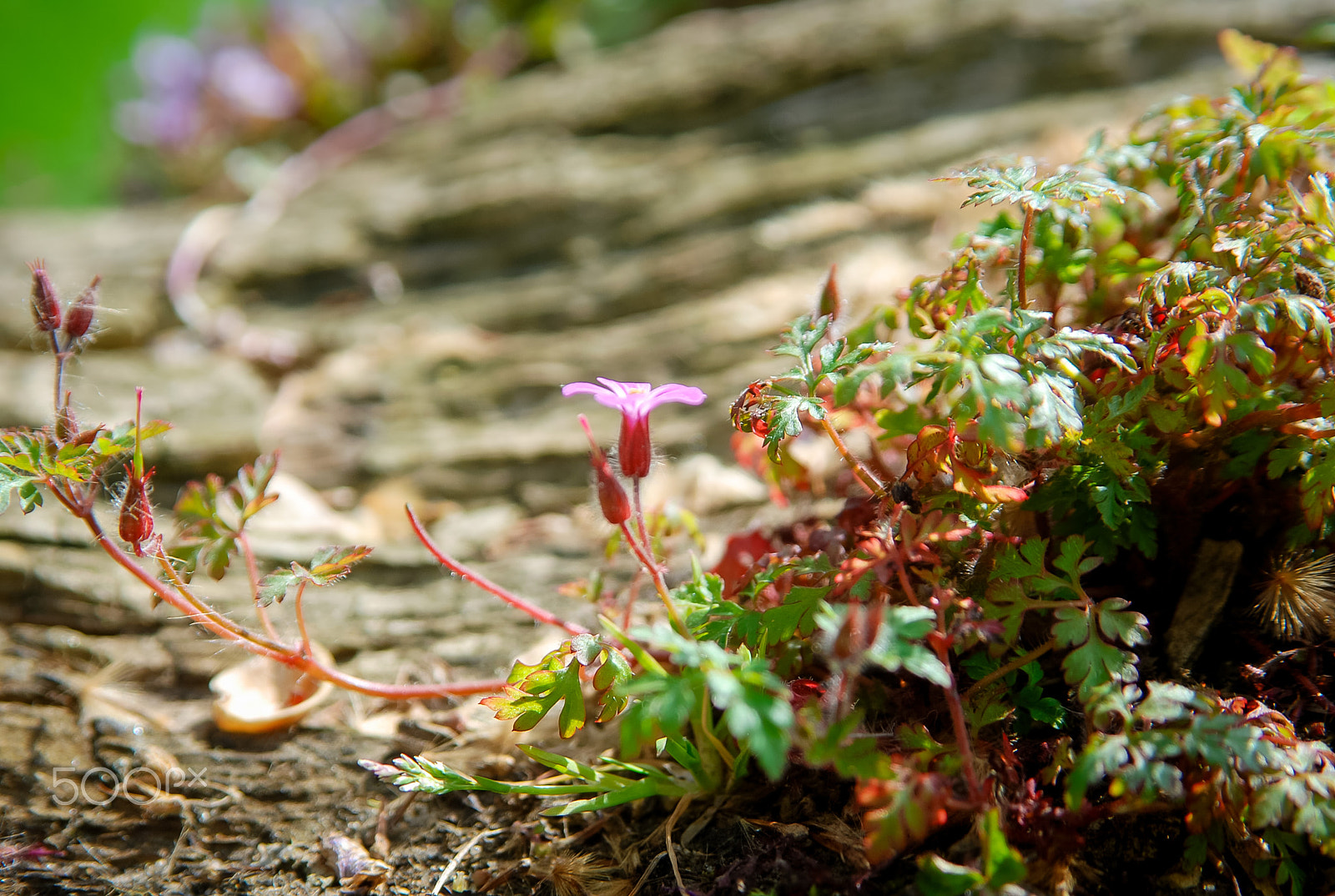 Sigma 28-105mm F2.8-4 Aspherical sample photo. Abc photography