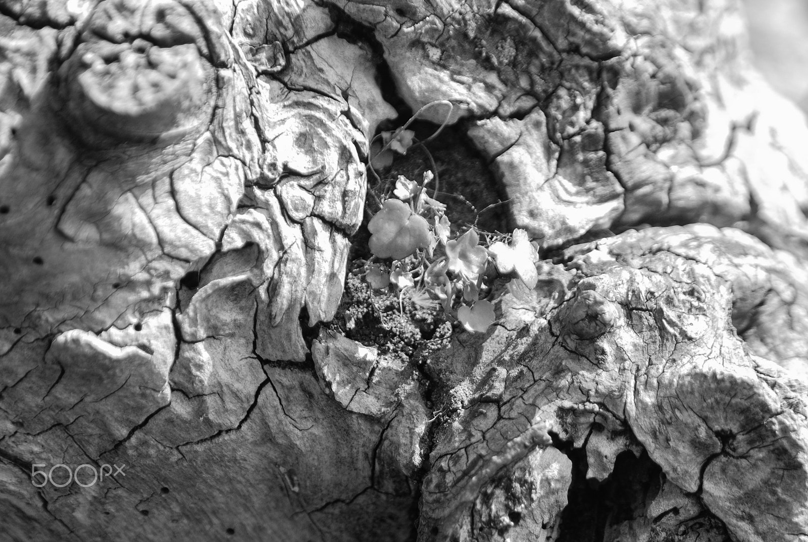 Sigma 28-105mm F2.8-4 Aspherical sample photo. Dsc_7843.jpg photography