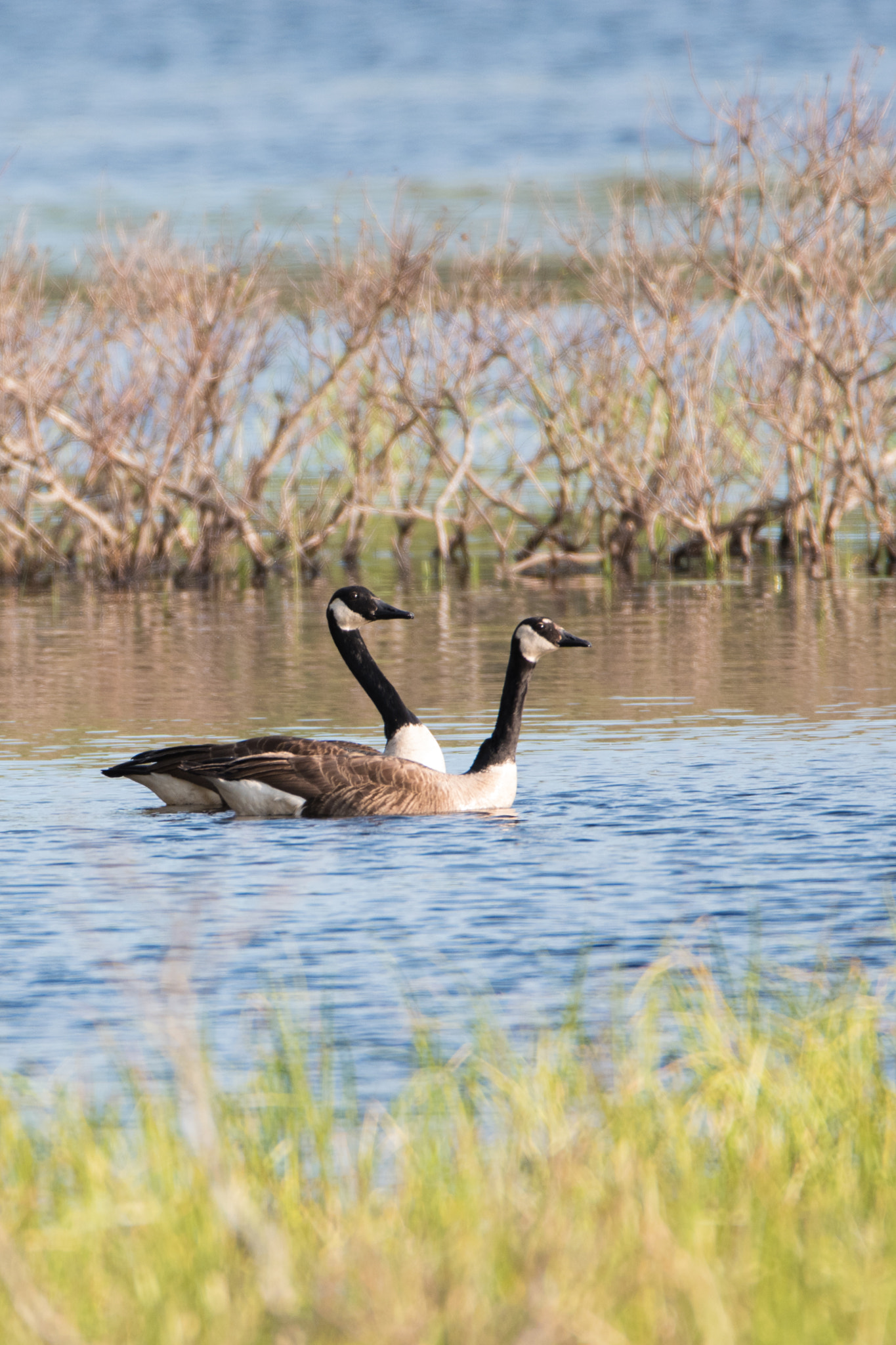 Sigma 150-600mm F5-6.3 DG OS HSM | C sample photo. An evening swim photography