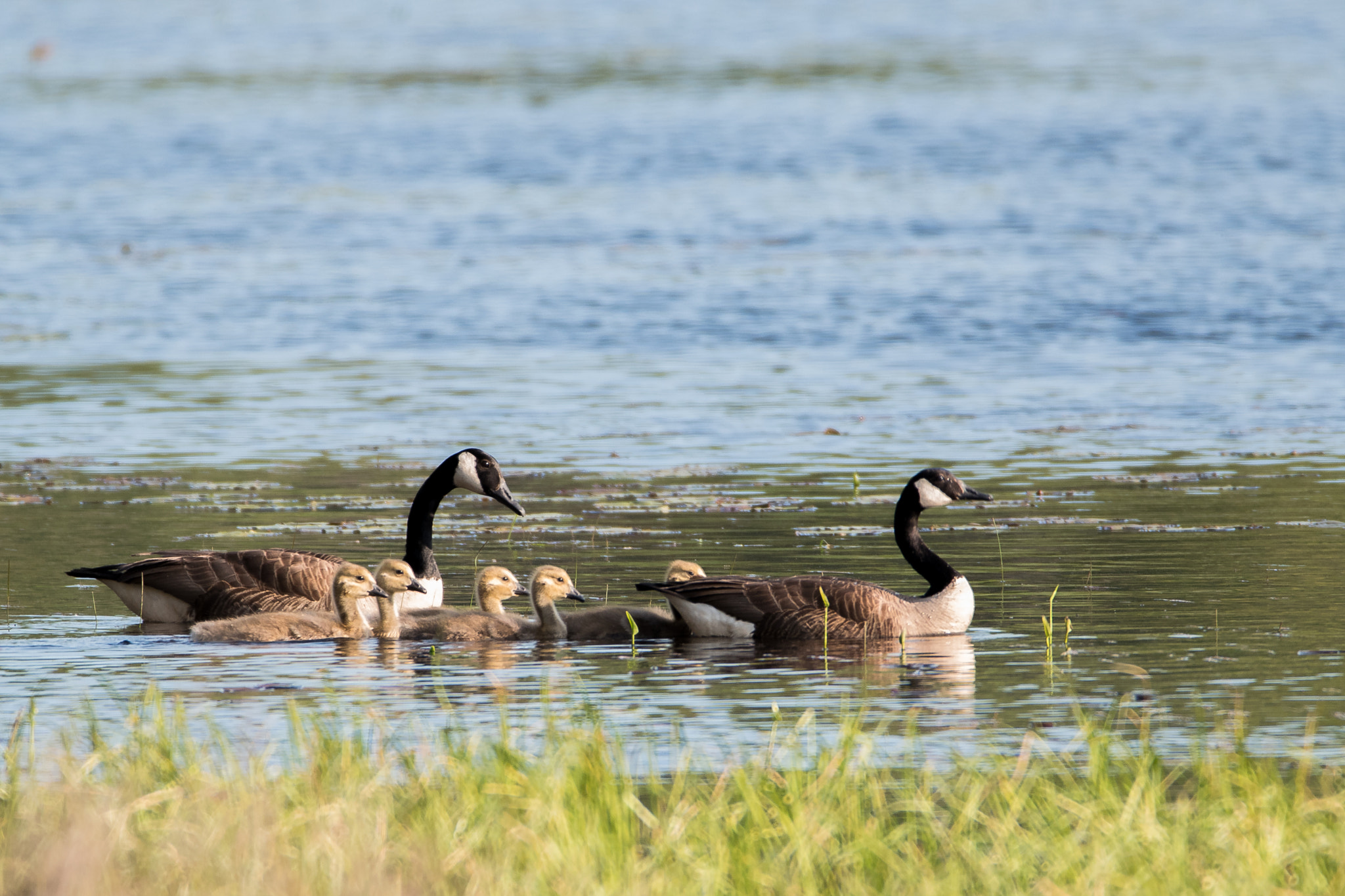Sigma 150-600mm F5-6.3 DG OS HSM | C sample photo. A new family photography