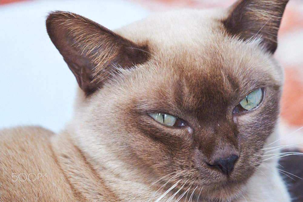 Fujifilm X-Pro2 + Fujifilm XF 60mm F2.4 R Macro sample photo. Yes serious photography