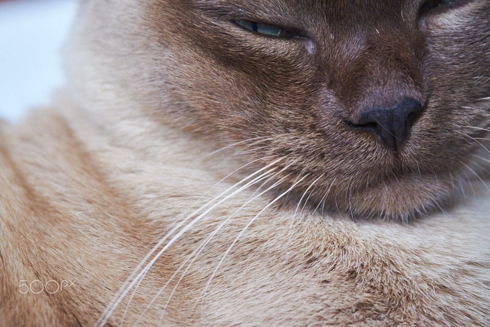 Fujifilm X-Pro2 + Fujifilm XF 60mm F2.4 R Macro sample photo. You serious? photography