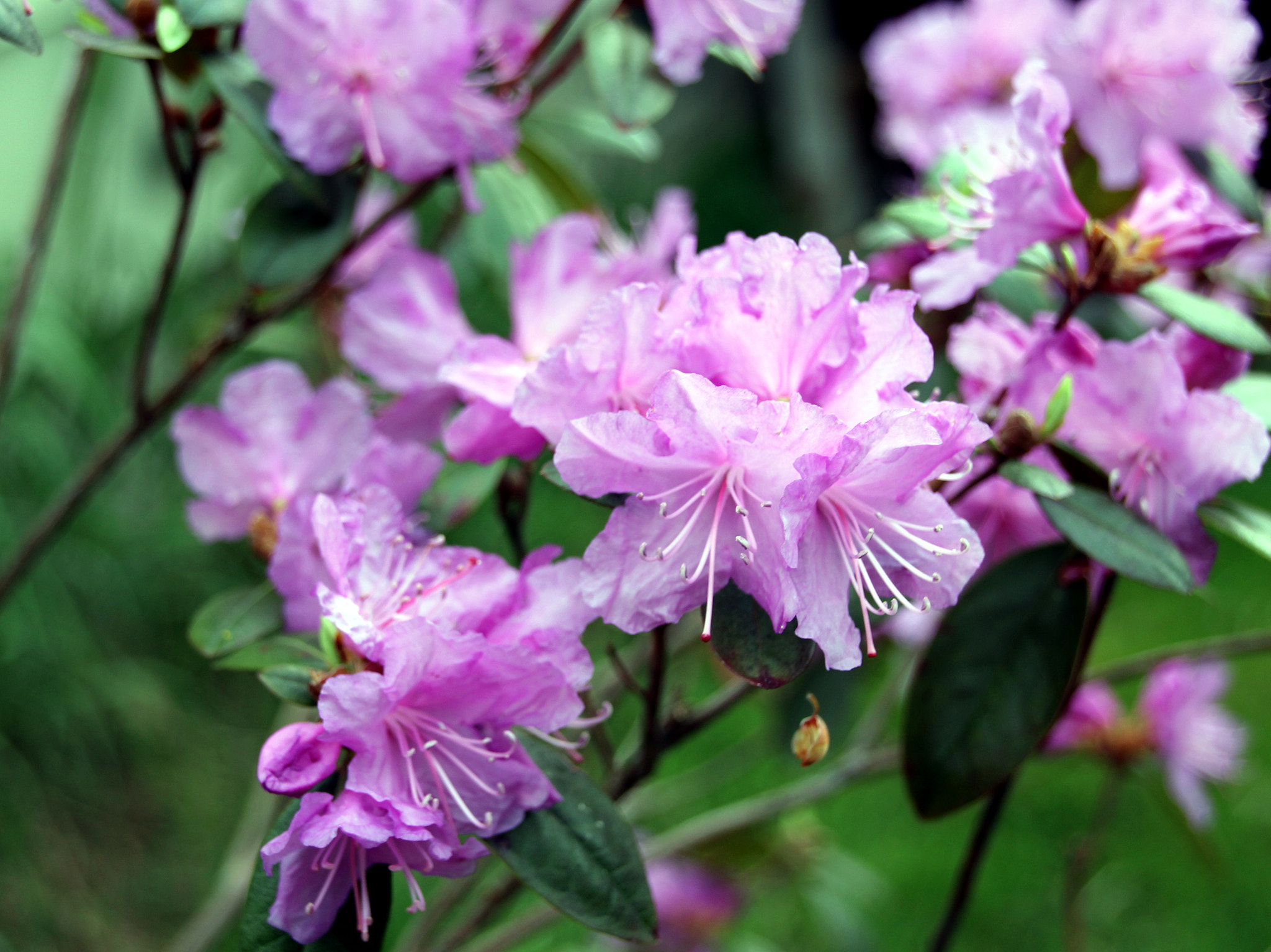 Sigma 18-250mm F3.5-6.3 DC OS HSM sample photo. Rhododendrons photography
