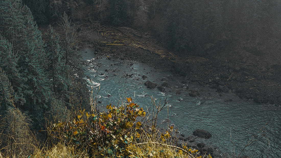 Minolta AF 50mm F1.4 [New] sample photo. Eerie woods photography
