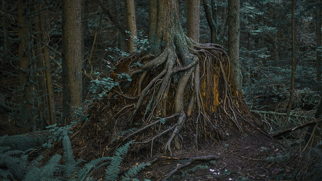 Sony a7S sample photo. Eerie woods photography