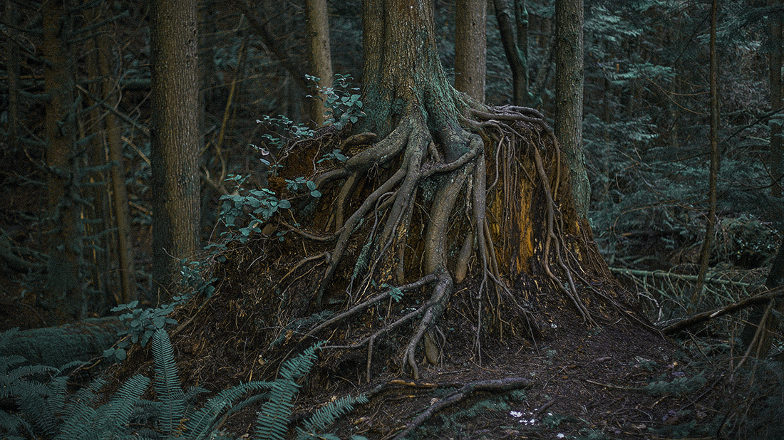 Minolta AF 50mm F1.4 [New] sample photo. Eerie woods photography