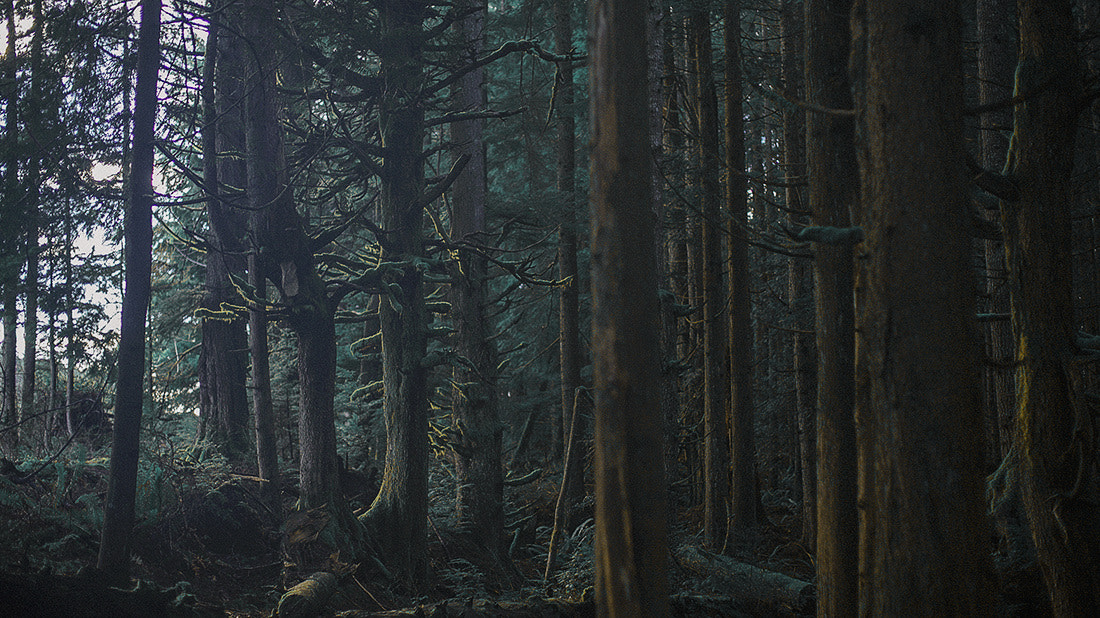 Minolta AF 50mm F1.4 [New] sample photo. Eerie woods photography
