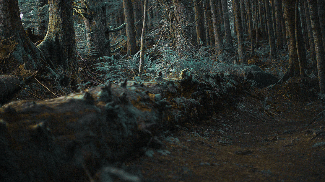Sony a7S sample photo. Eerie woods photography