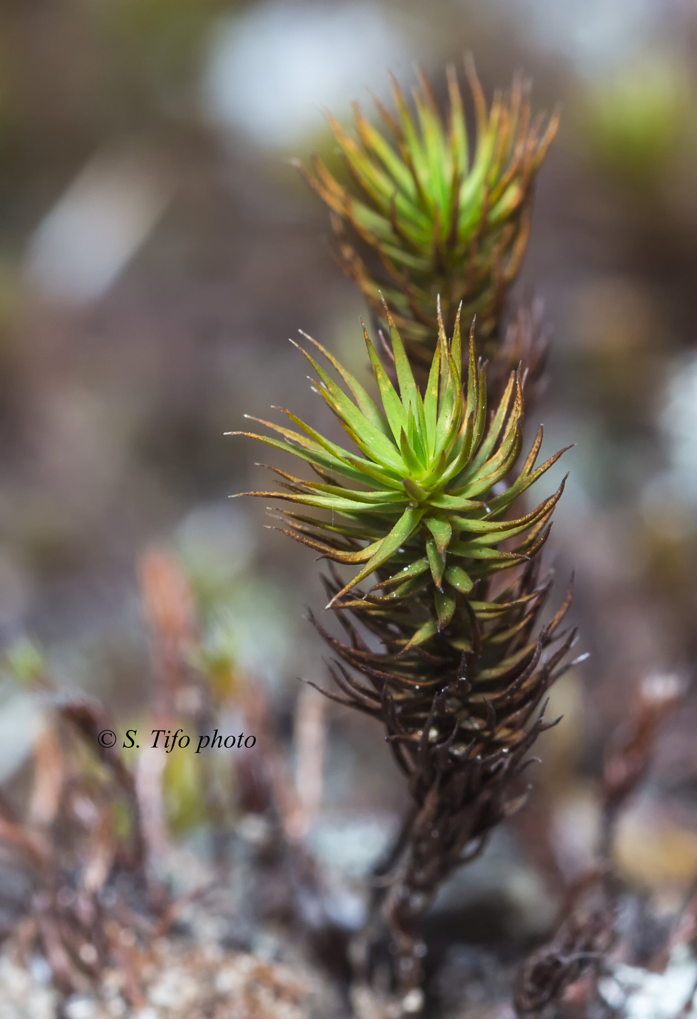 Sigma 105mm F2.8 EX DG OS HSM sample photo. Grandir ... photography