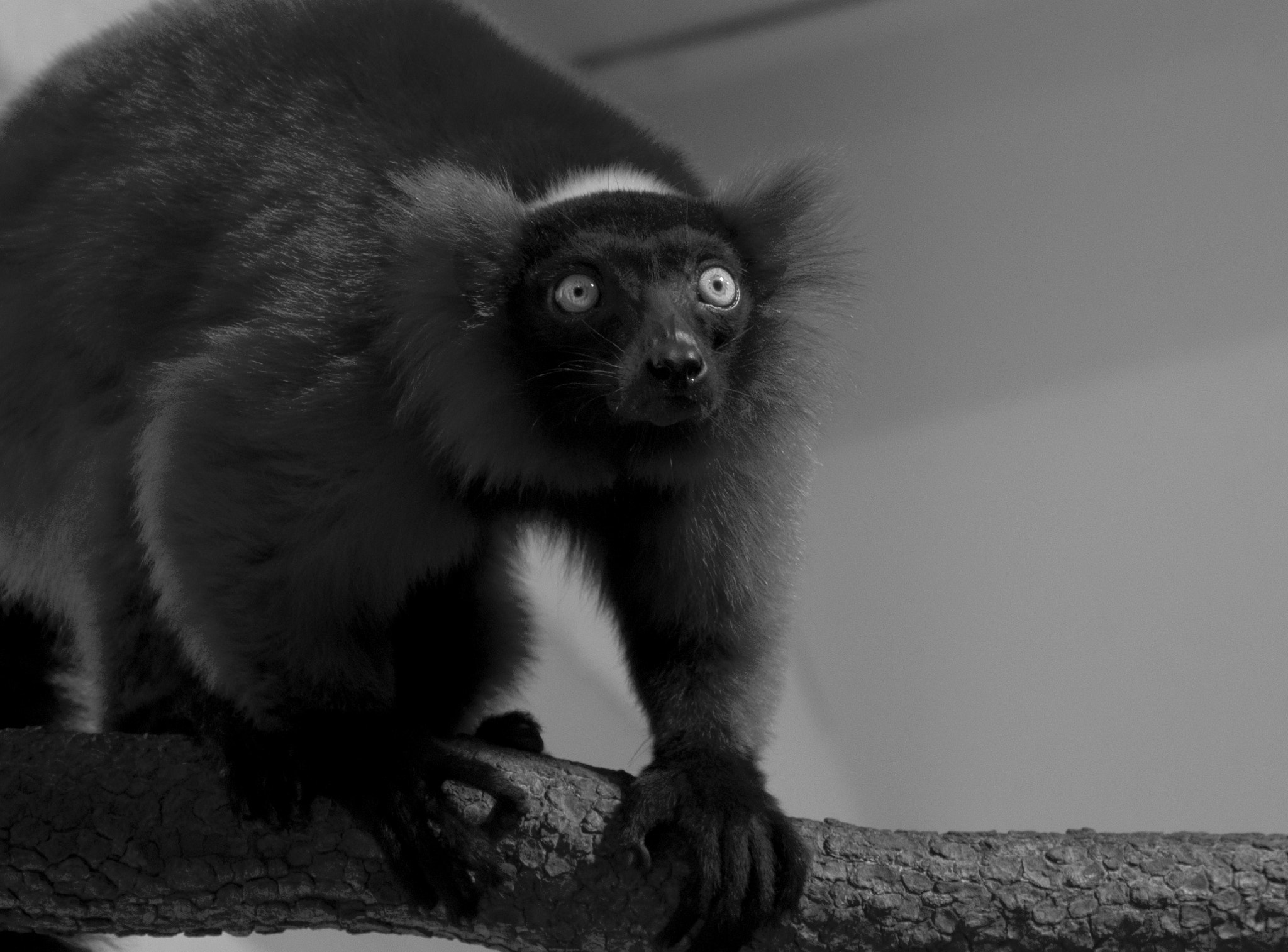 Pentax smc DA* 55mm F1.4 SDM sample photo. Those eyes photography
