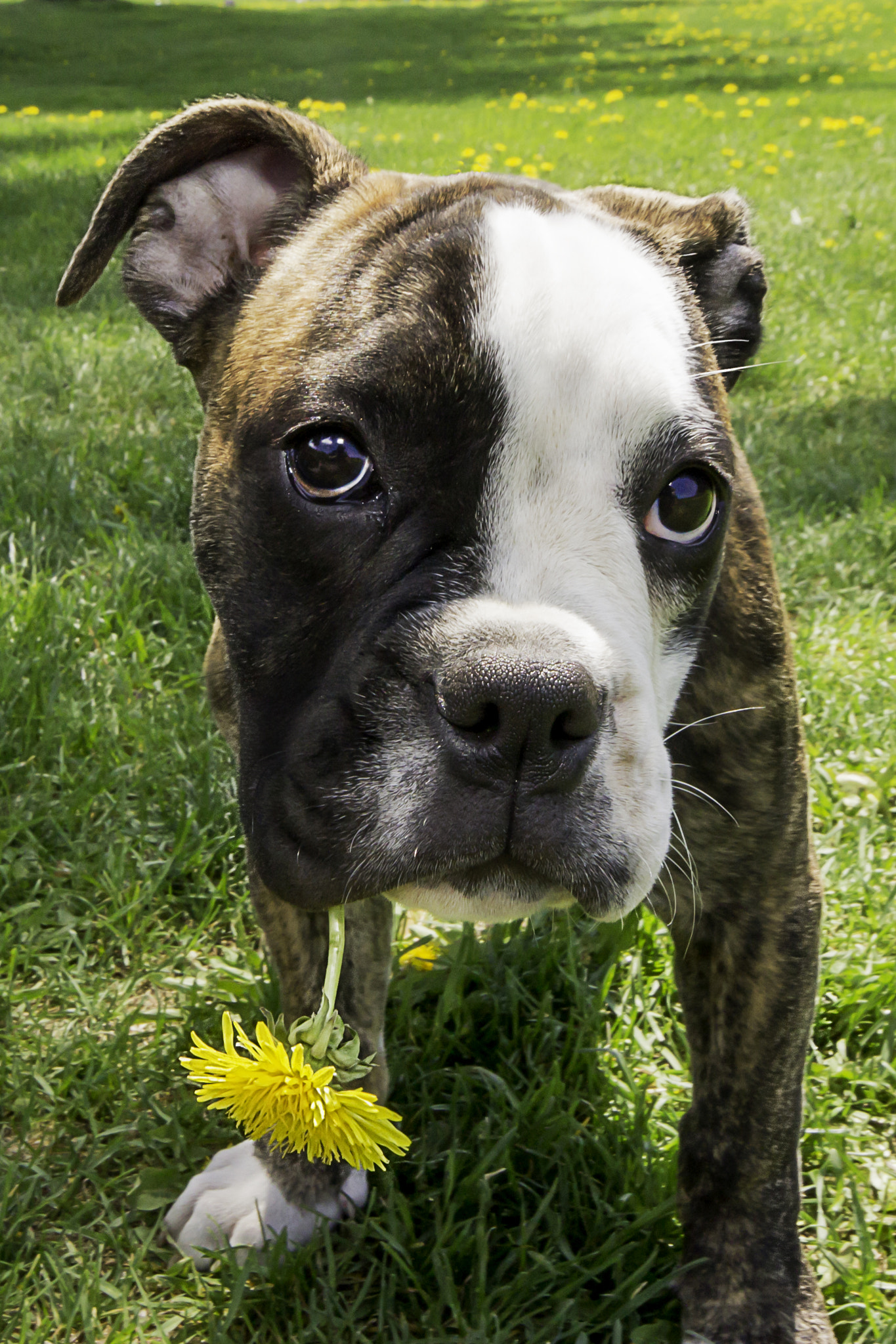 Sigma 10-20mm F4-5.6 EX DC HSM sample photo. June smokin' her dandelion photography