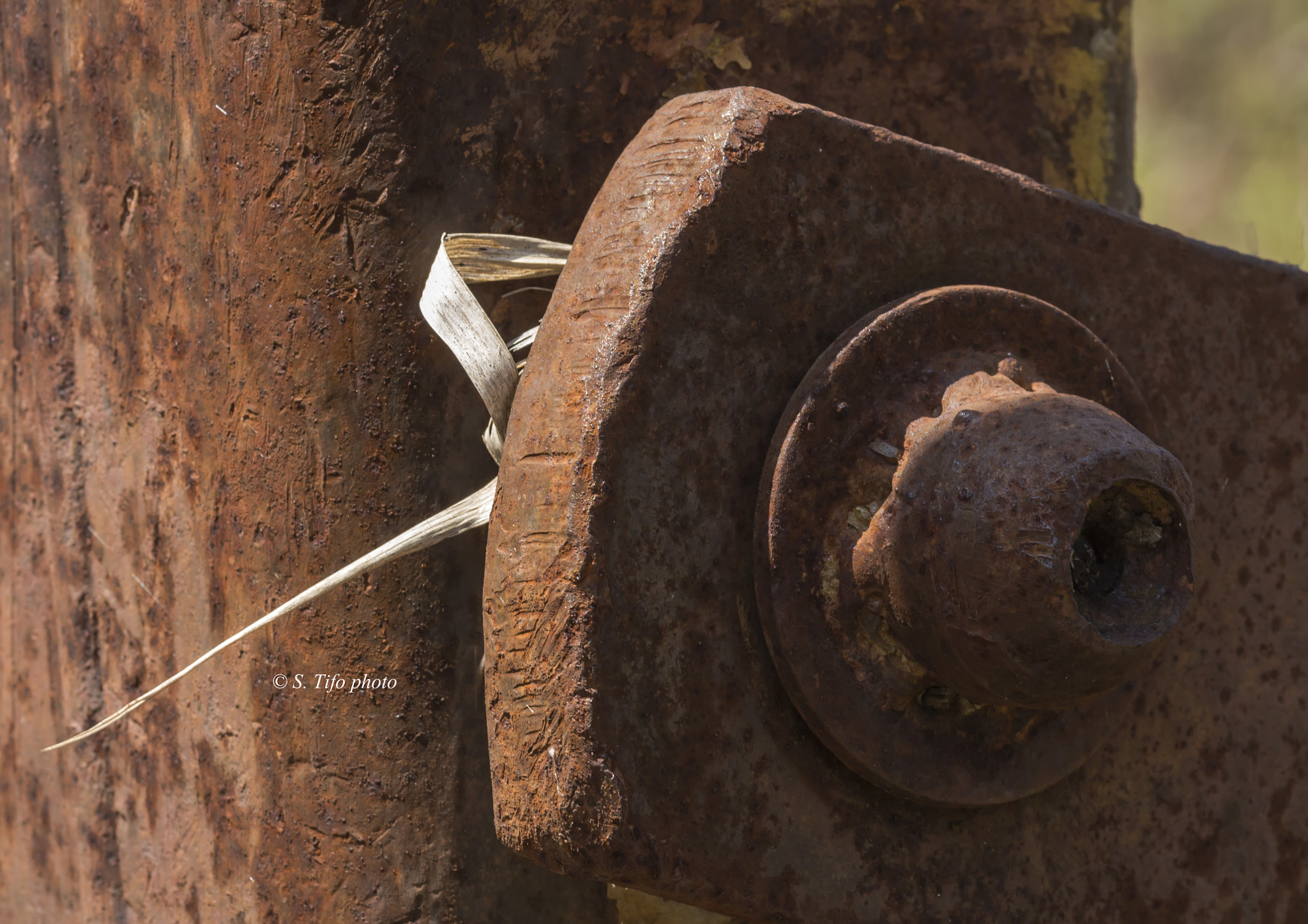 Sigma 105mm F2.8 EX DG OS HSM sample photo. Hide ... photography