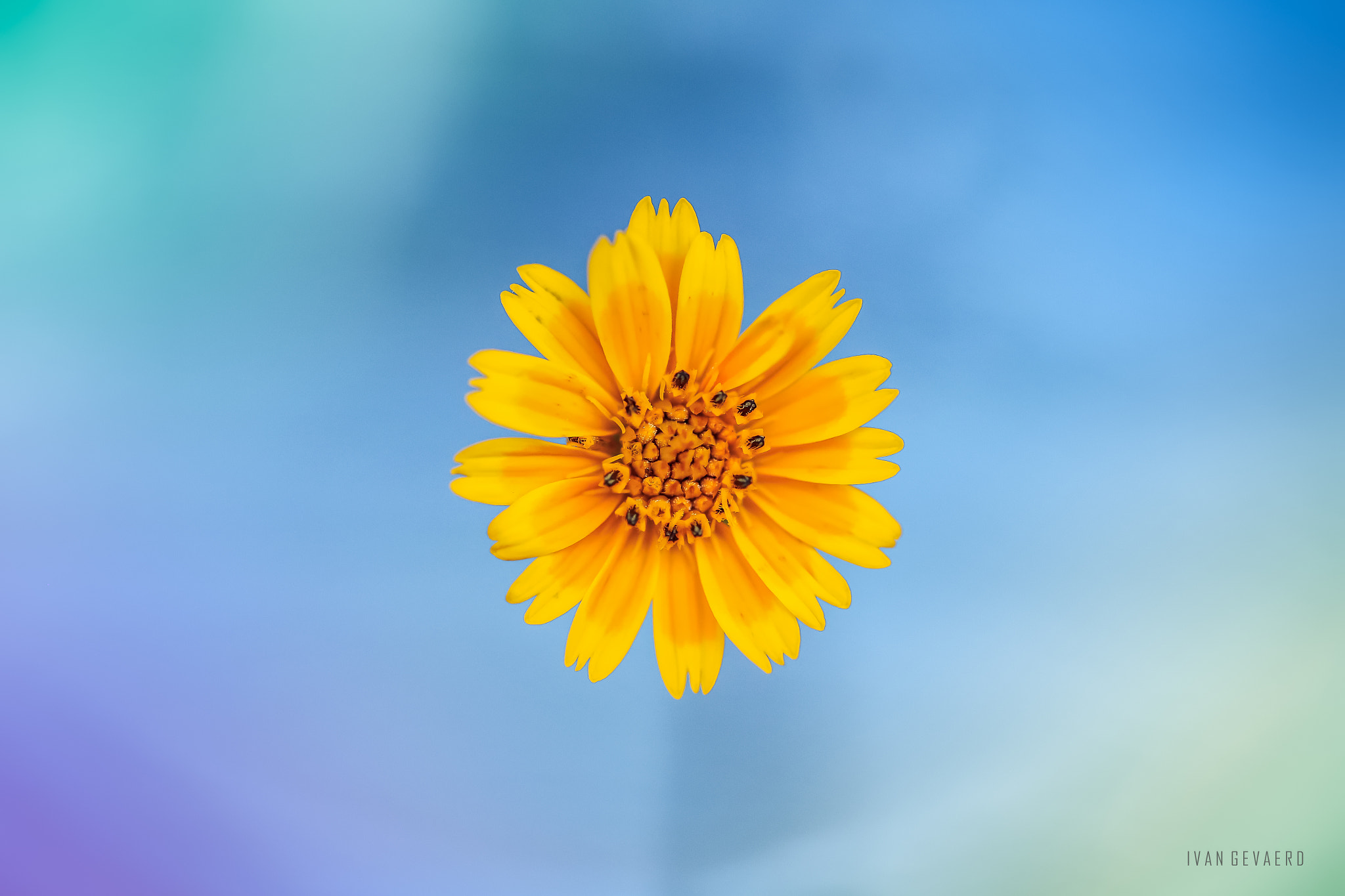 Canon EOS 6D + Canon EF 100mm F2.8 Macro USM sample photo. Yellow fantasy photography