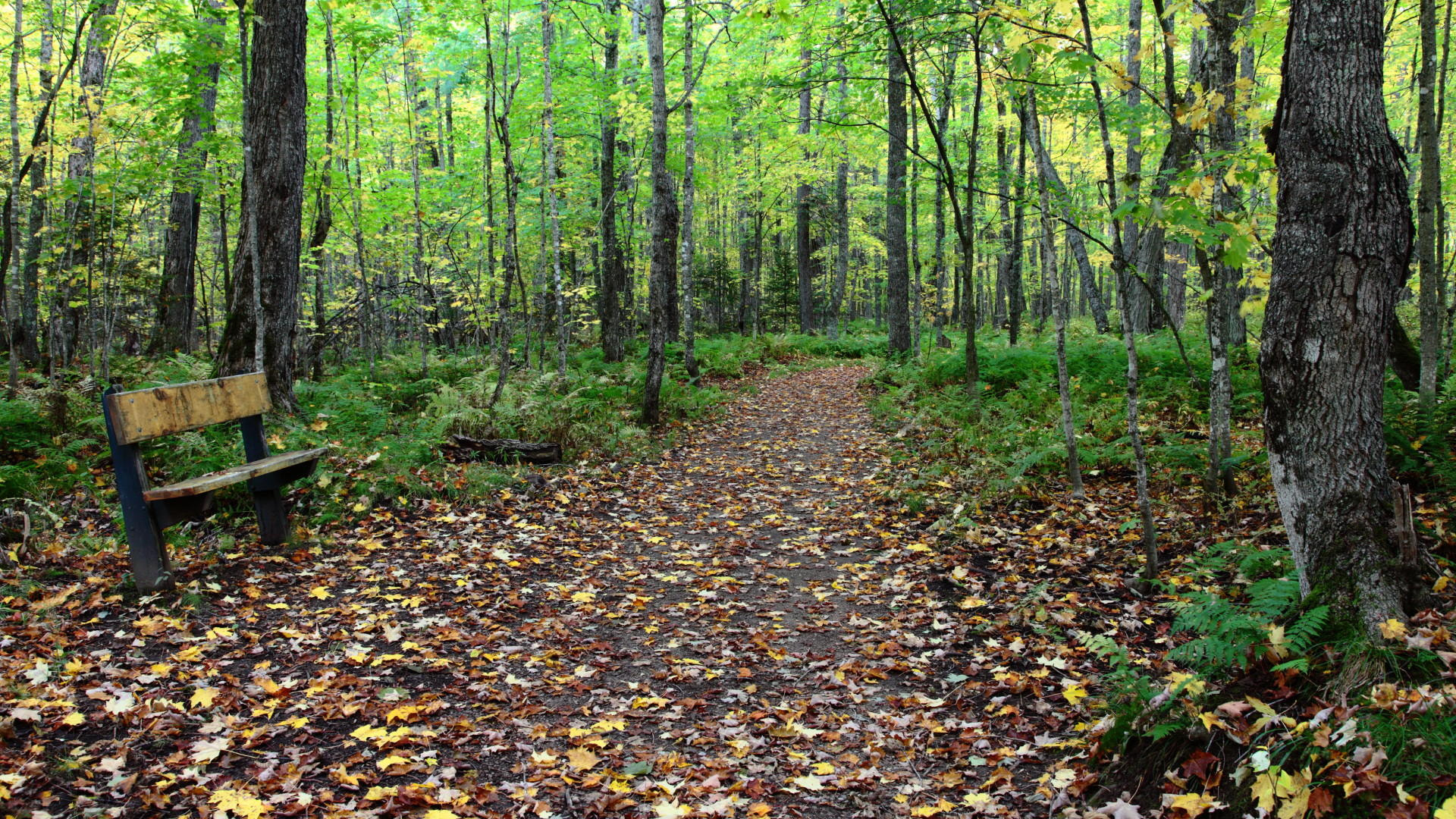Canon EF 24-105mm F4L IS USM sample photo. Walk in the woods photography