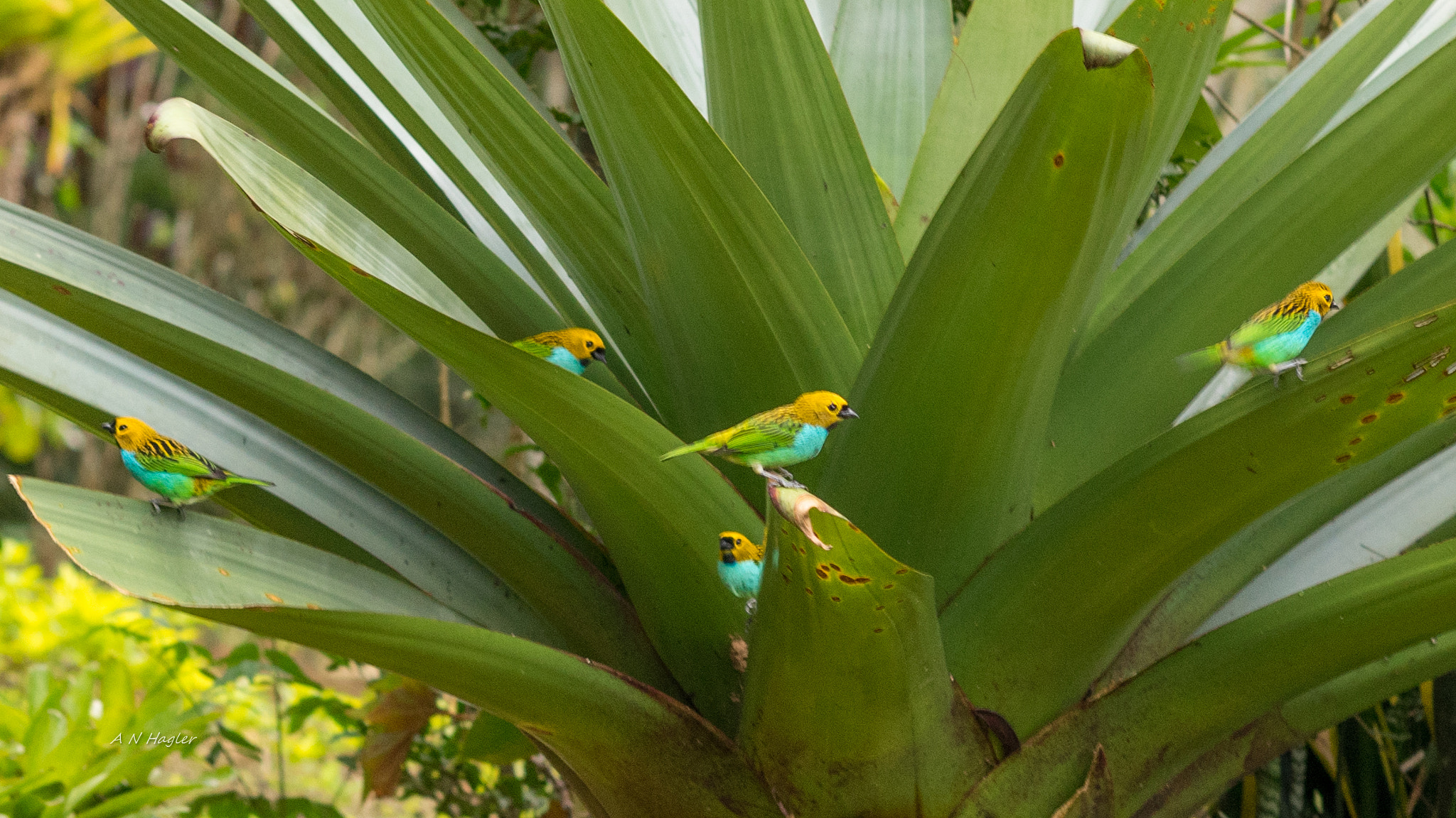 Sony Planar T* 85mm F1.4 ZA sample photo. Itaipava colorful birds on bromeliad photography