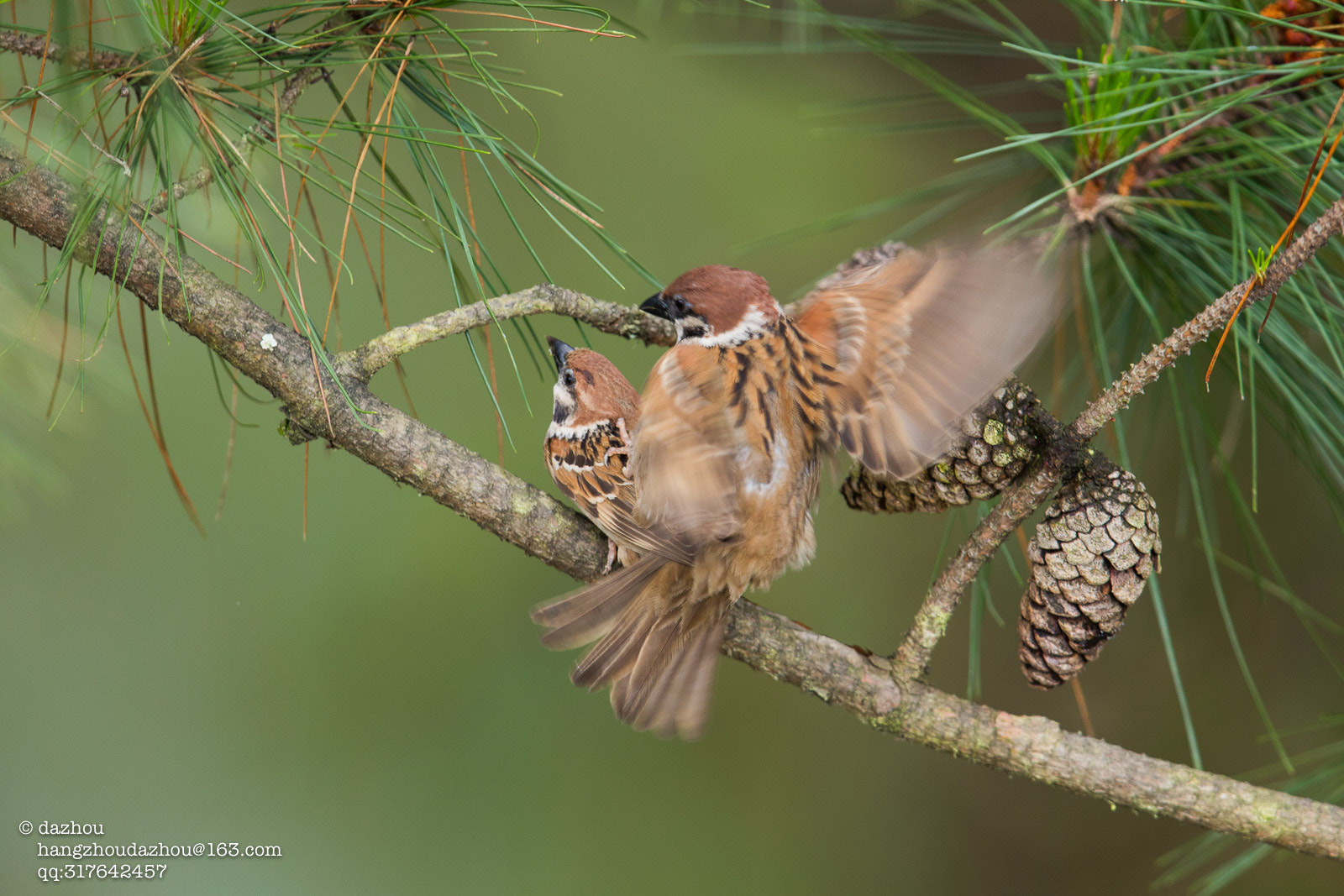 Canon EF 600mm F4L IS II USM sample photo. Hoho photography