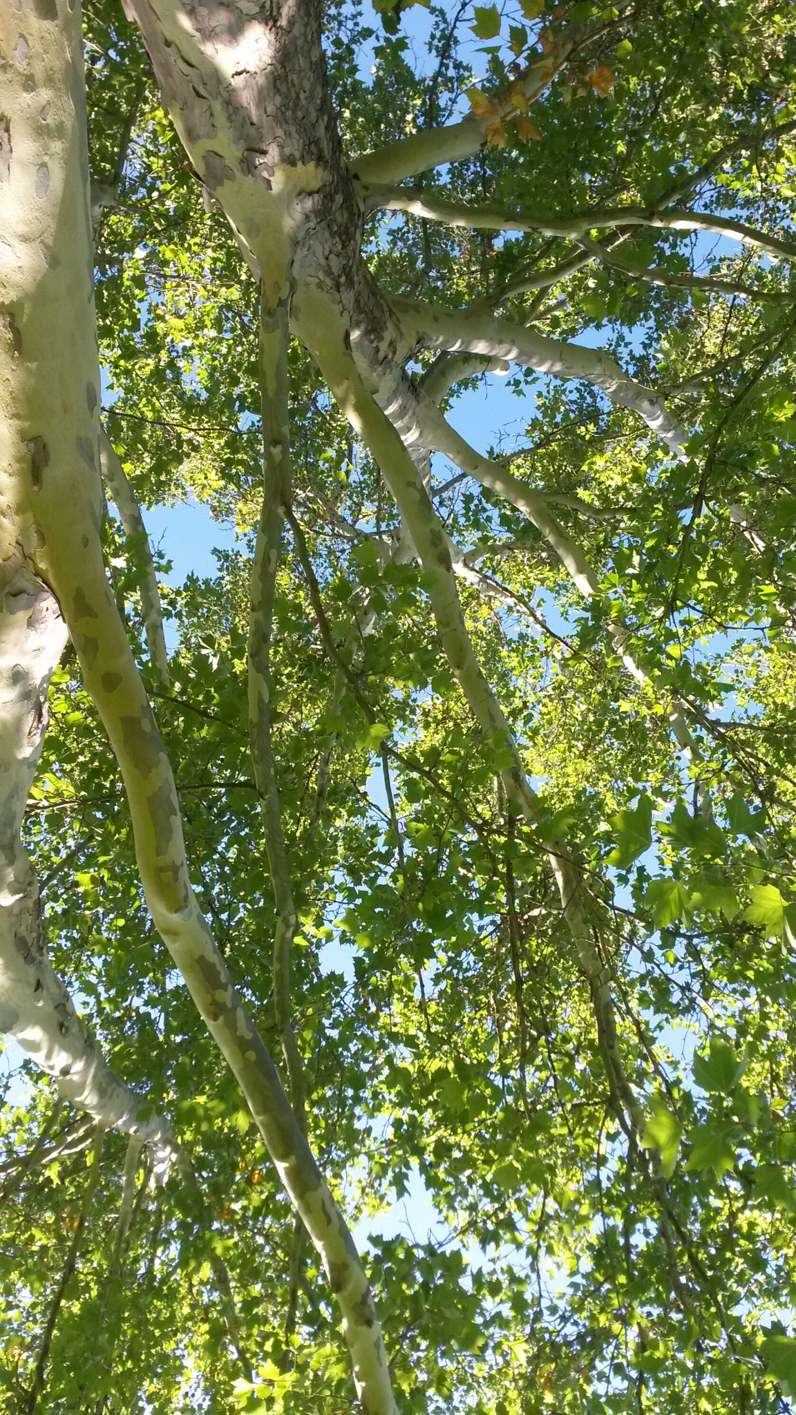 Samsung Galaxy S4 Active sample photo. Underneath photography