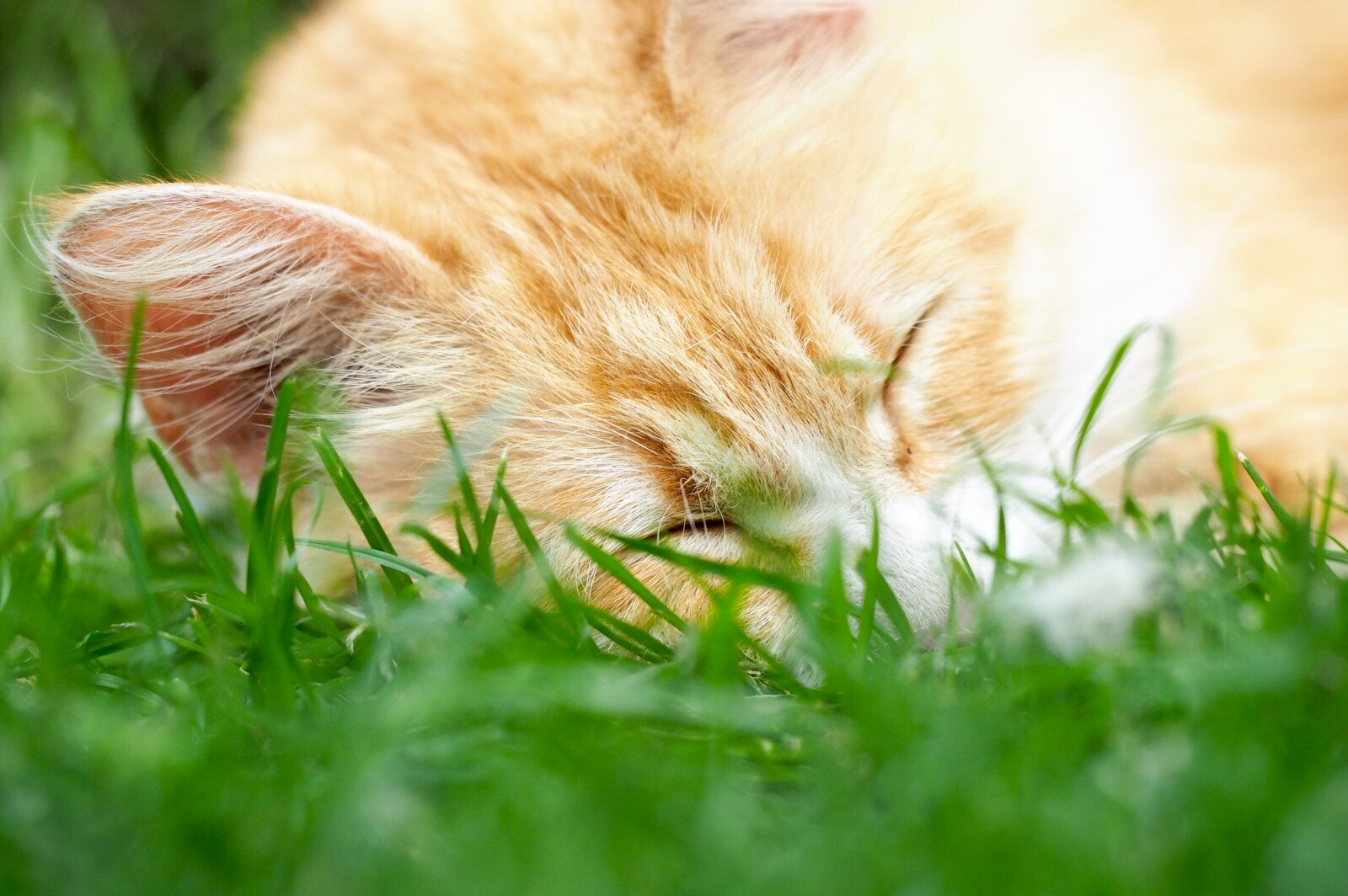 Olympus PEN E-P5 sample photo. Sleepy cat photography