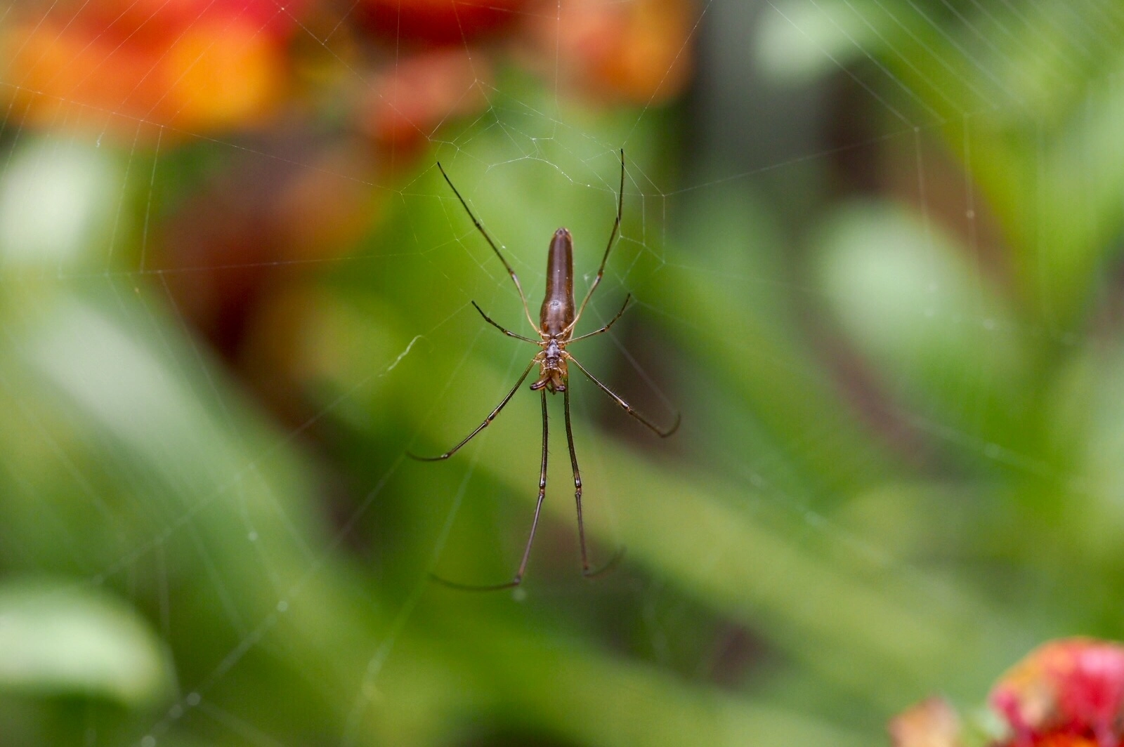 Olympus PEN E-P5 sample photo. Tiny spider photography
