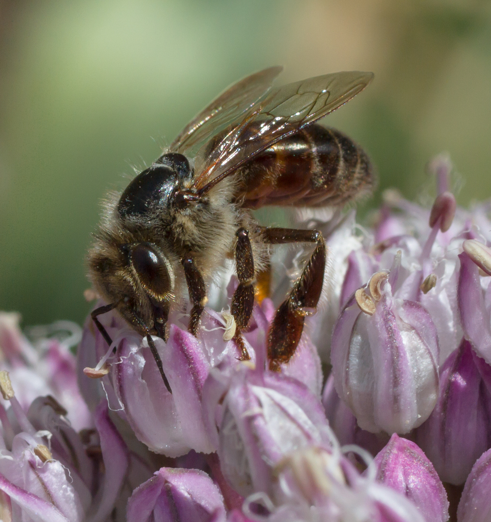 Canon EF 50mm F2.5 Macro sample photo. Bee and onion blooms photography