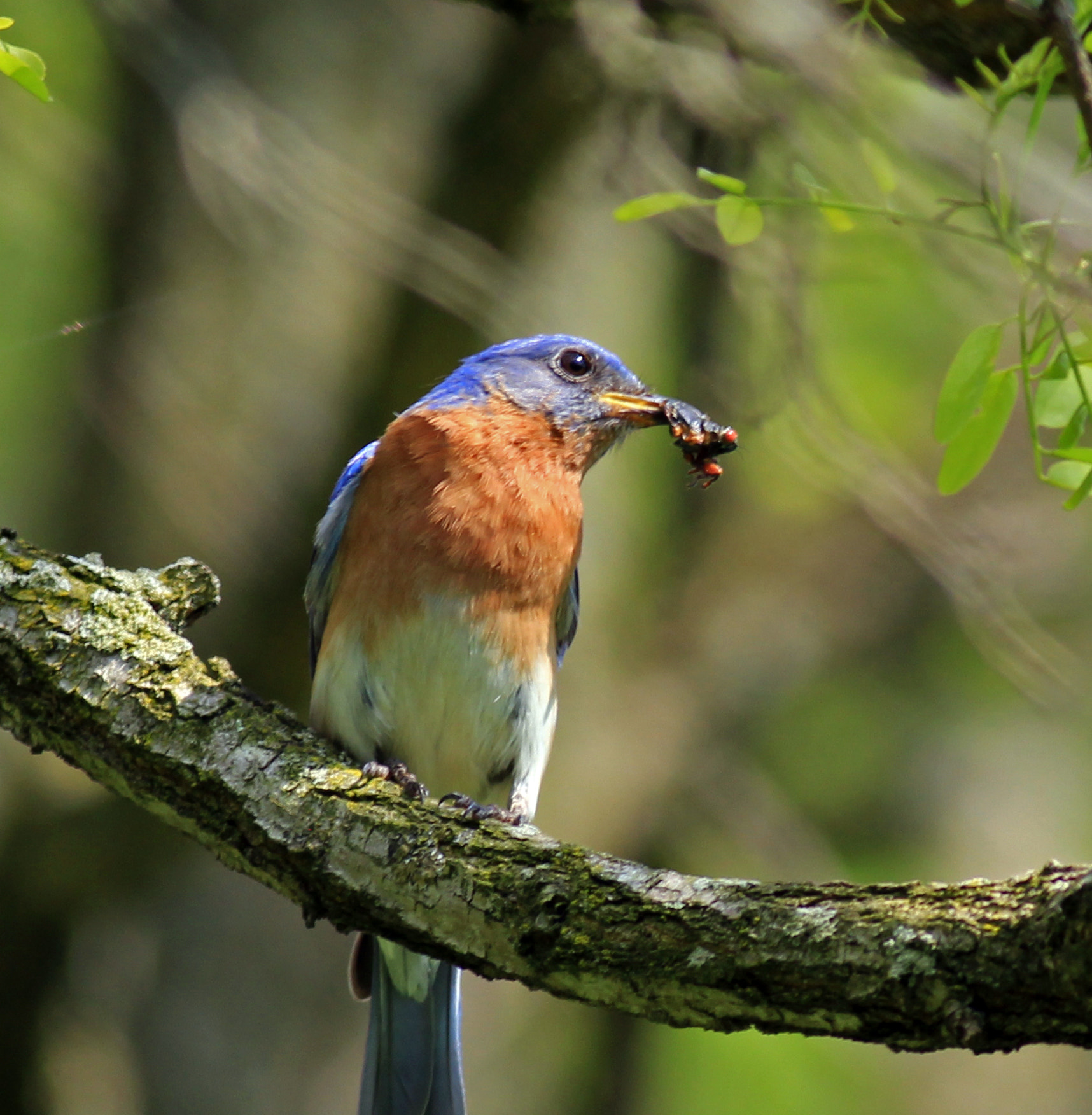 Canon EOS 600D (Rebel EOS T3i / EOS Kiss X5) + Canon EF 400mm F5.6L USM sample photo. Bluebird photography