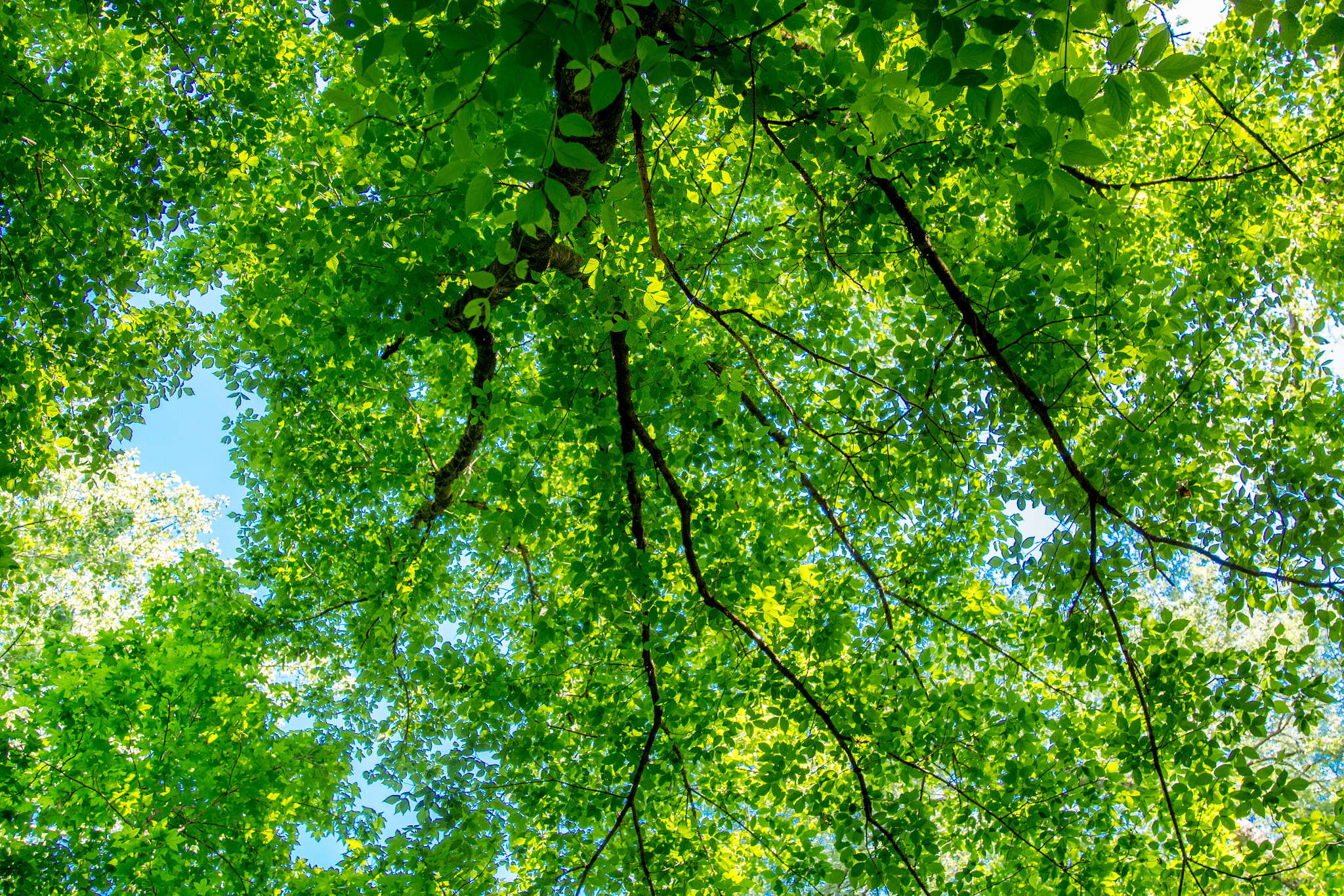 Canon EOS 650D (EOS Rebel T4i / EOS Kiss X6i) sample photo. Tree photography