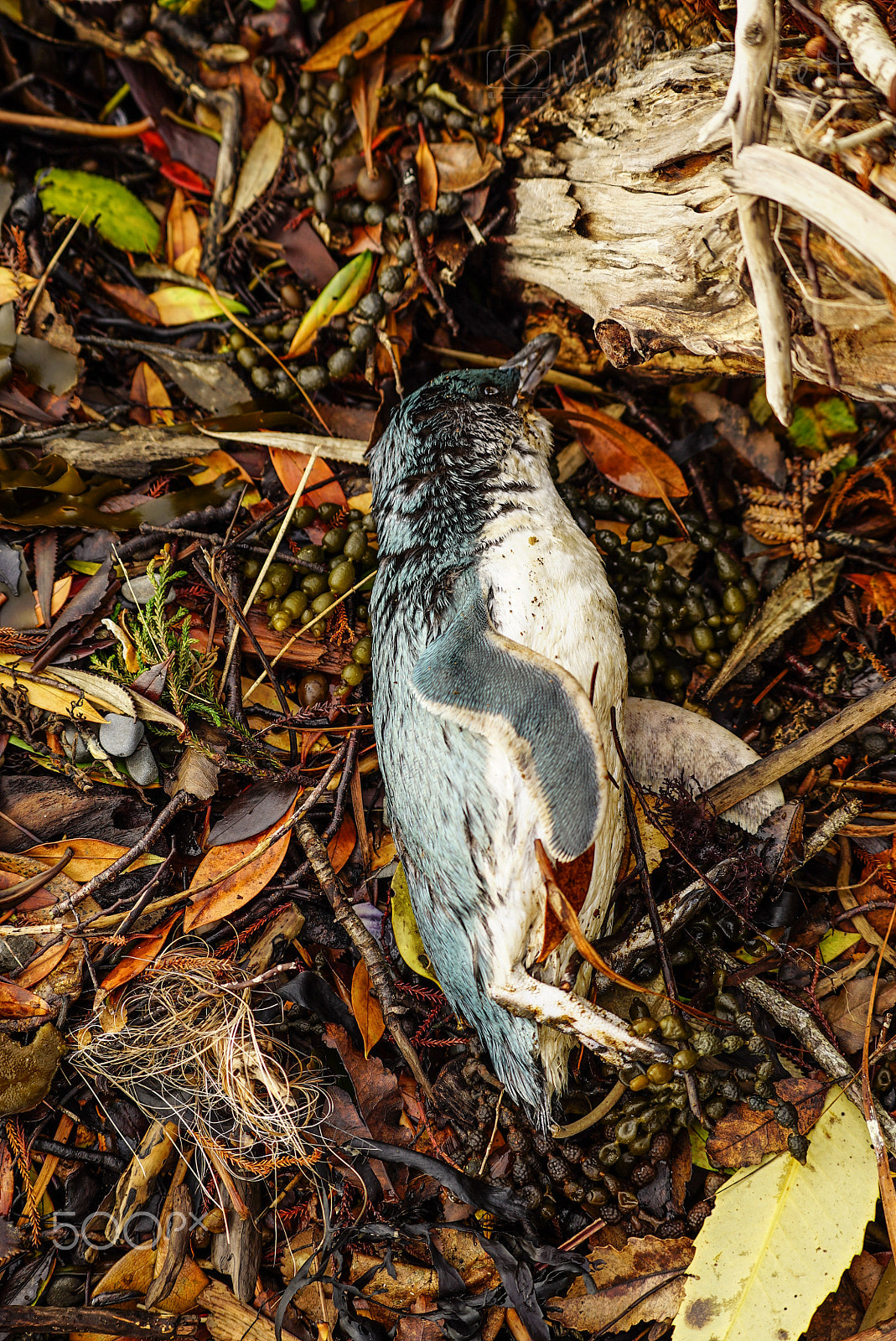 Sony FE 70-200mm F4 G OSS sample photo. Wilderness discovery expedition, fiordland np photography