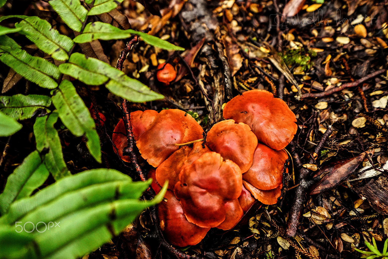 Sony a7S + Sony Vario-Tessar T* FE 16-35mm F4 ZA OSS sample photo. Wilderness discovery expedition, fiordland np photography