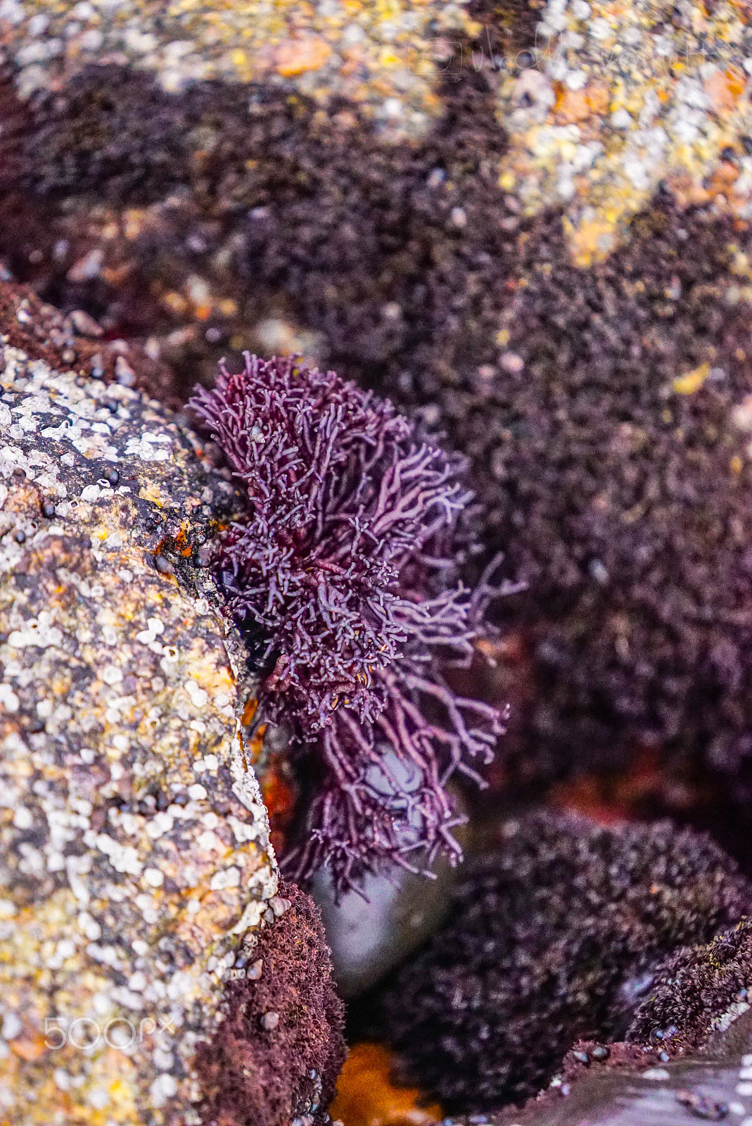 Sony a7S + Sony FE 70-200mm F4 G OSS sample photo. Wilderness discovery expedition, fiordland np photography