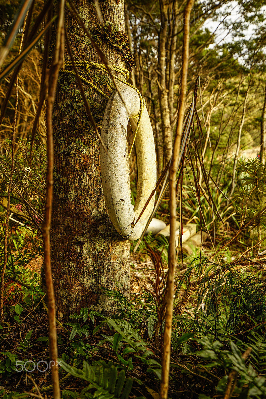 Sony a7S sample photo. Wilderness discovery expedition, fiordland np photography