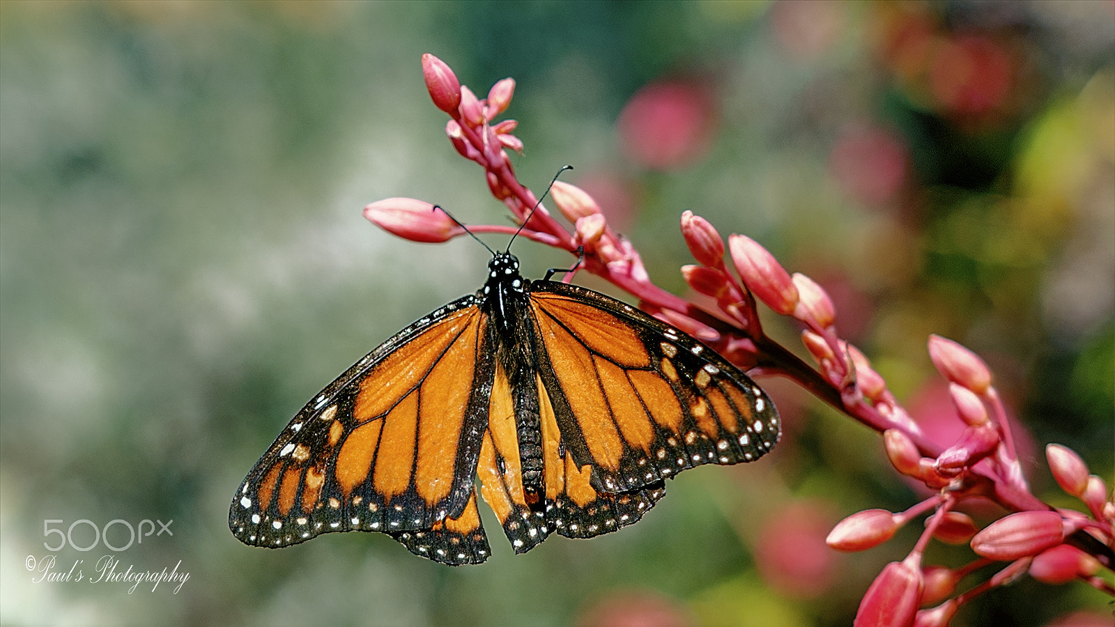 Nikon D810 + Sigma 18-35mm F1.8 DC HSM Art sample photo. Monarch butterfly photography