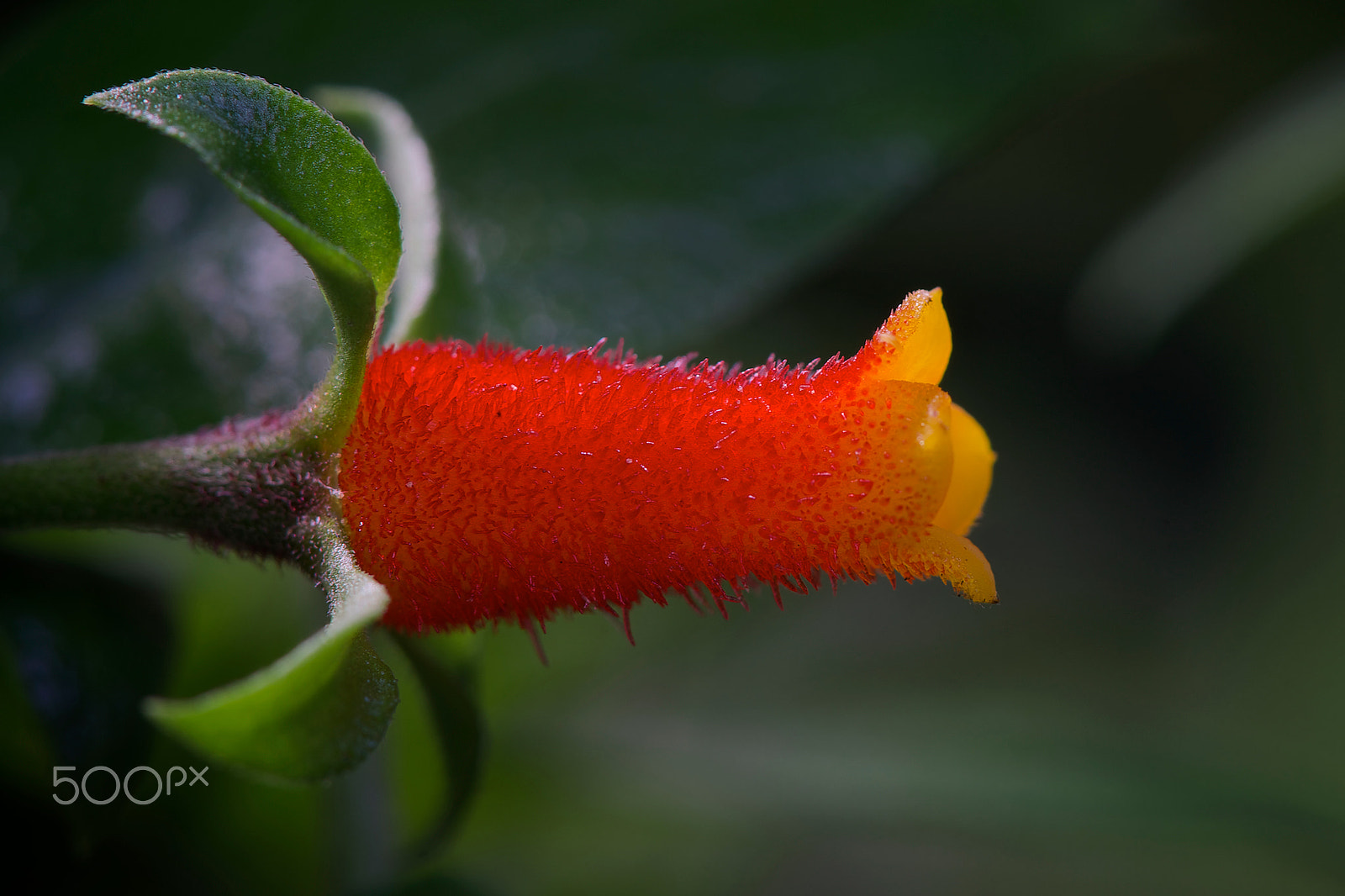 Sony a99 II + Sony 100mm F2.8 Macro sample photo. (manettia) candy corn flower photography