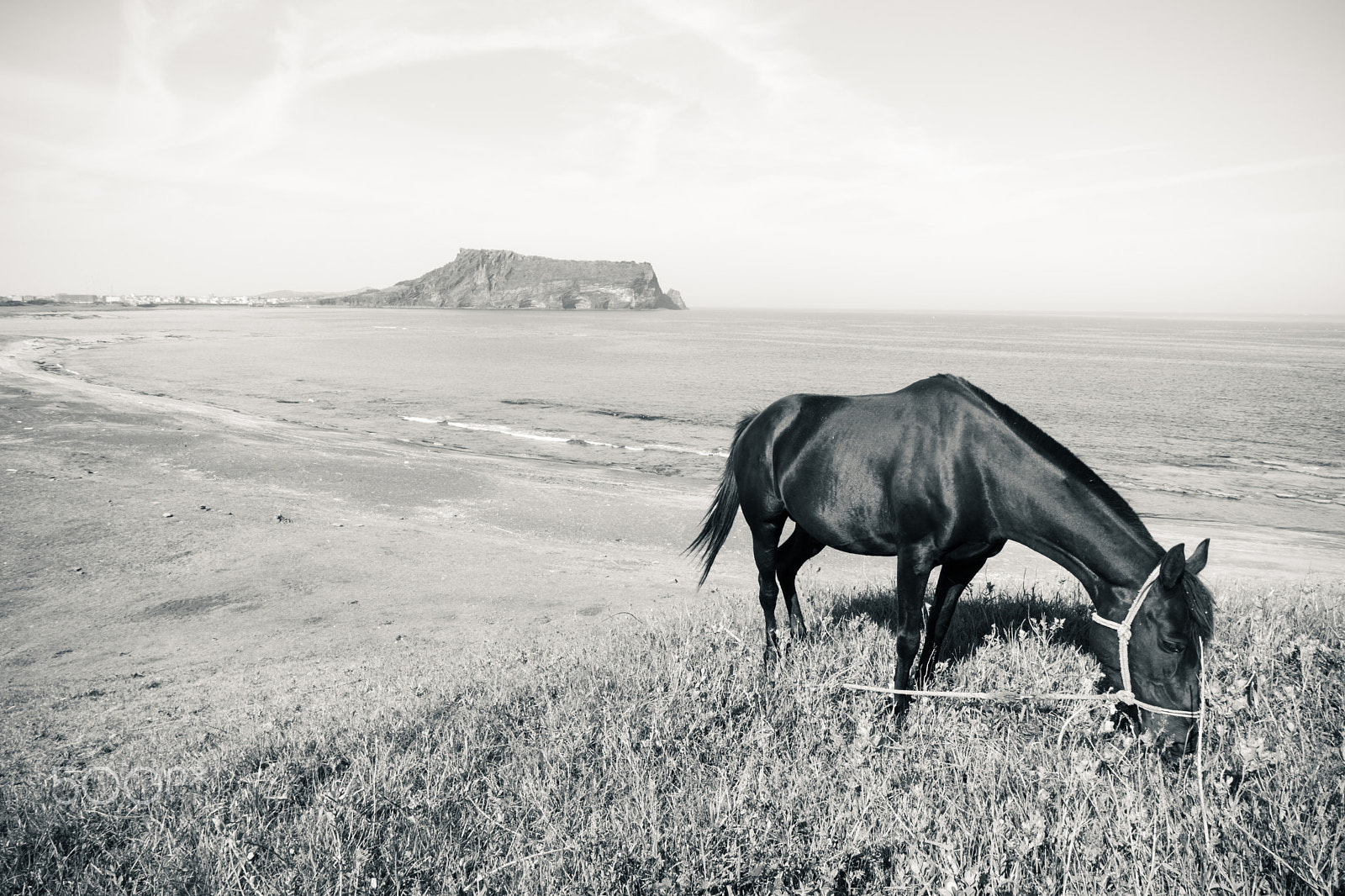 Canon EF-S 10-18mm F4.5–5.6 IS STM sample photo. Black horse photography