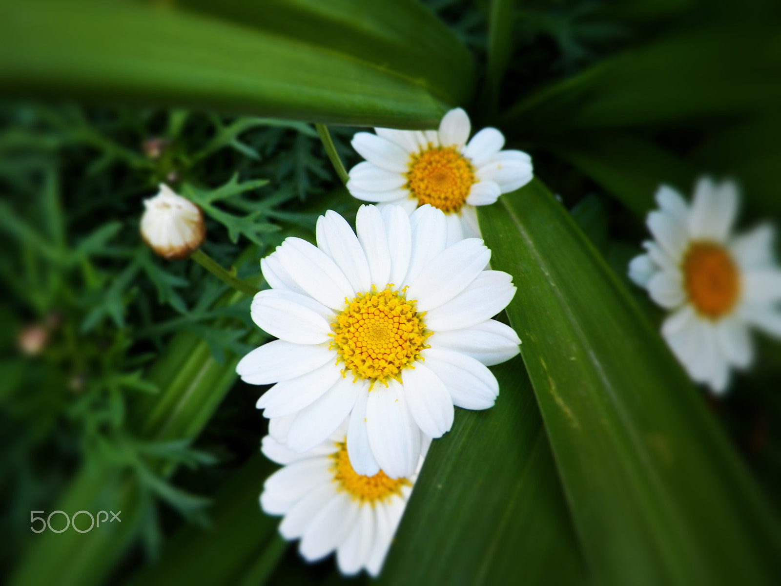 Kodak EASYSHARE Z5010 DIGITAL CAMERA sample photo. Daisy trio photography