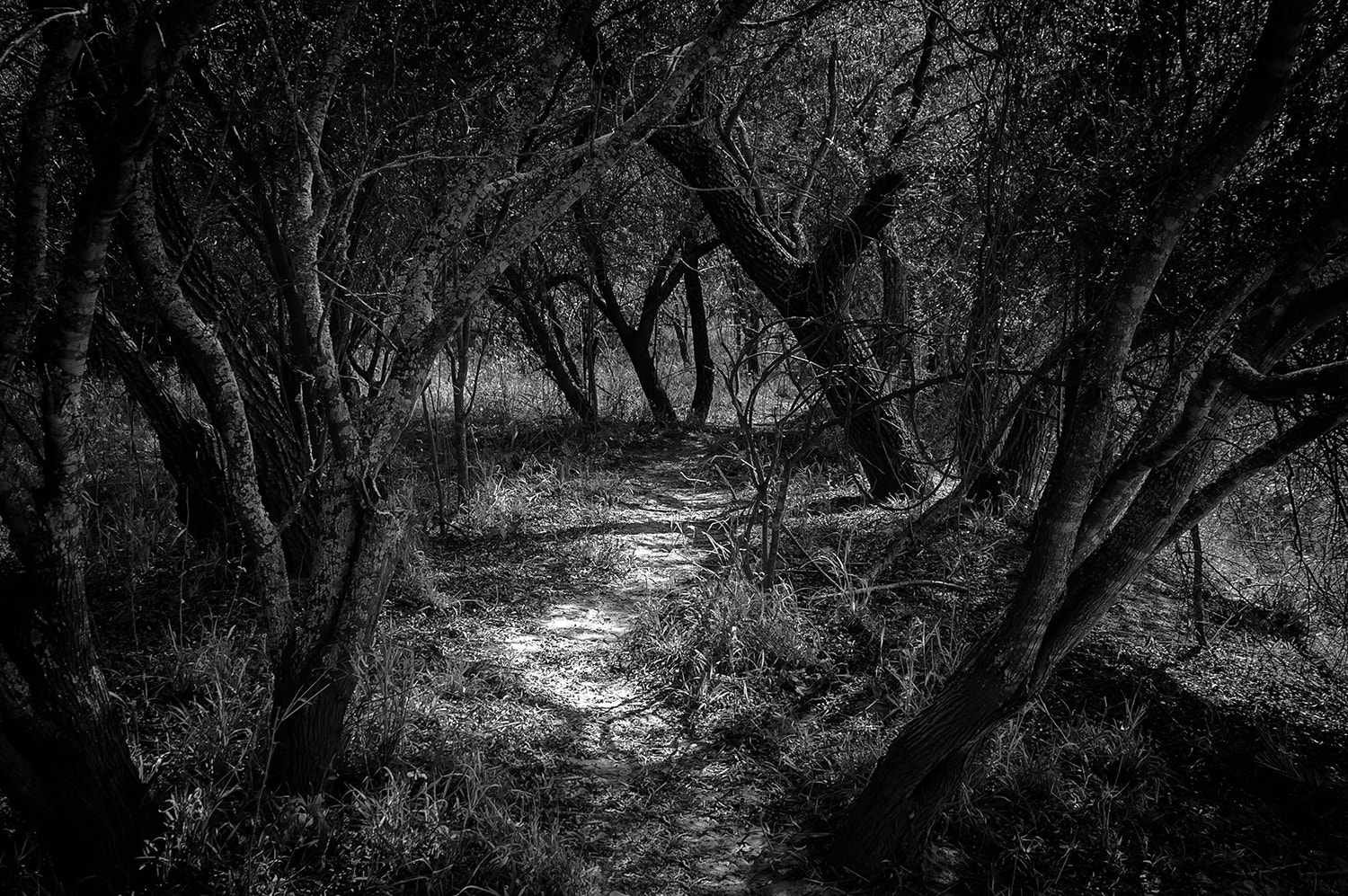 Nikon D70s sample photo. Camino photography