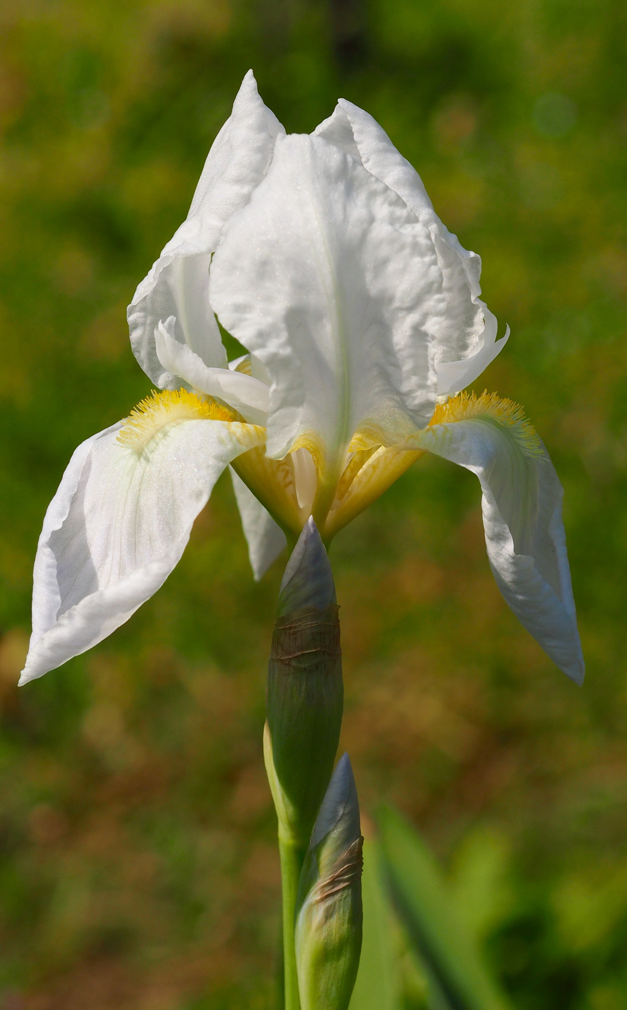 Olympus PEN E-PL7 sample photo. German iris photography