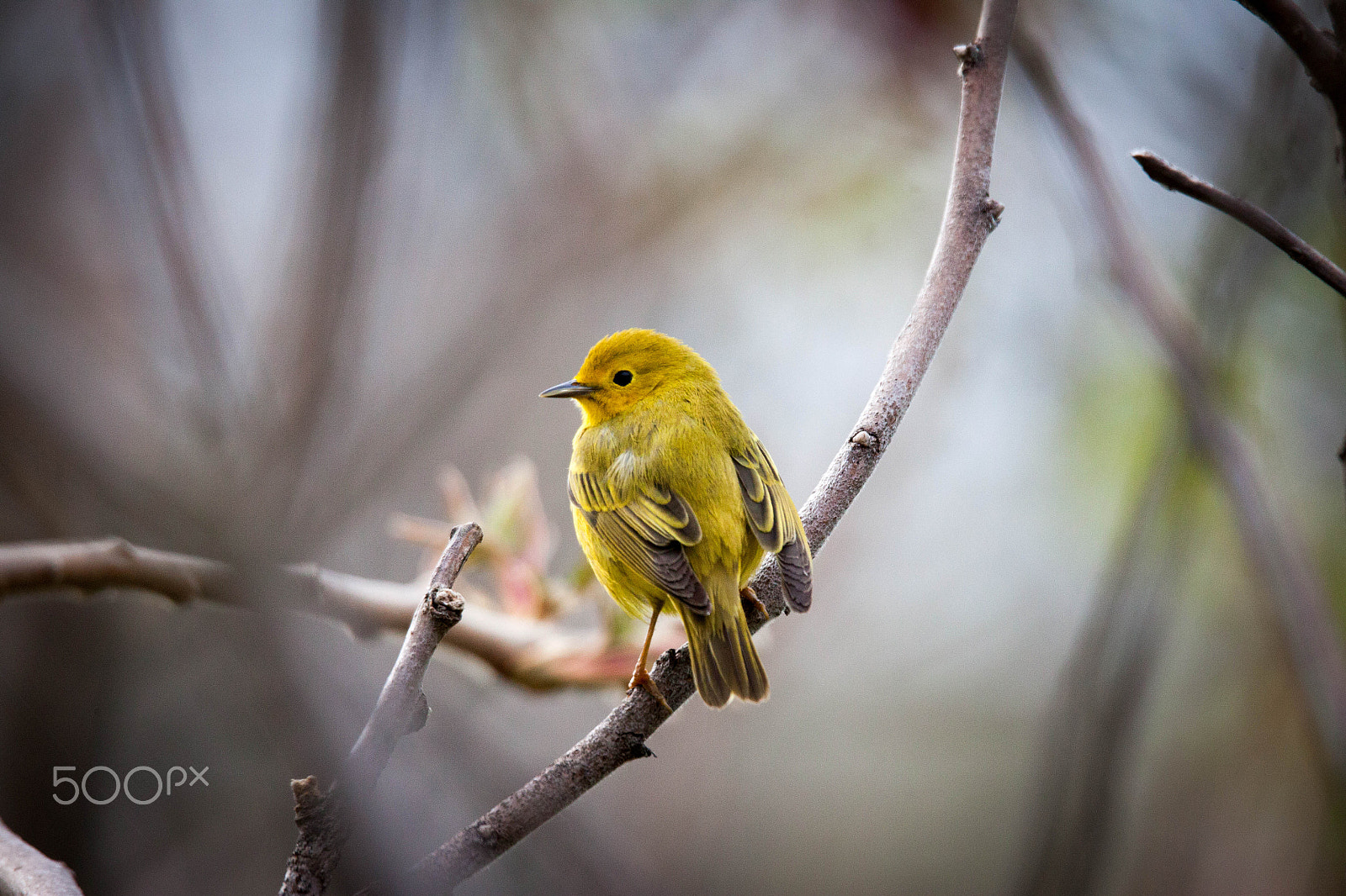 150-600mm F5-6.3 DG OS HSM | Sports 014 sample photo. Yellow warbler photography