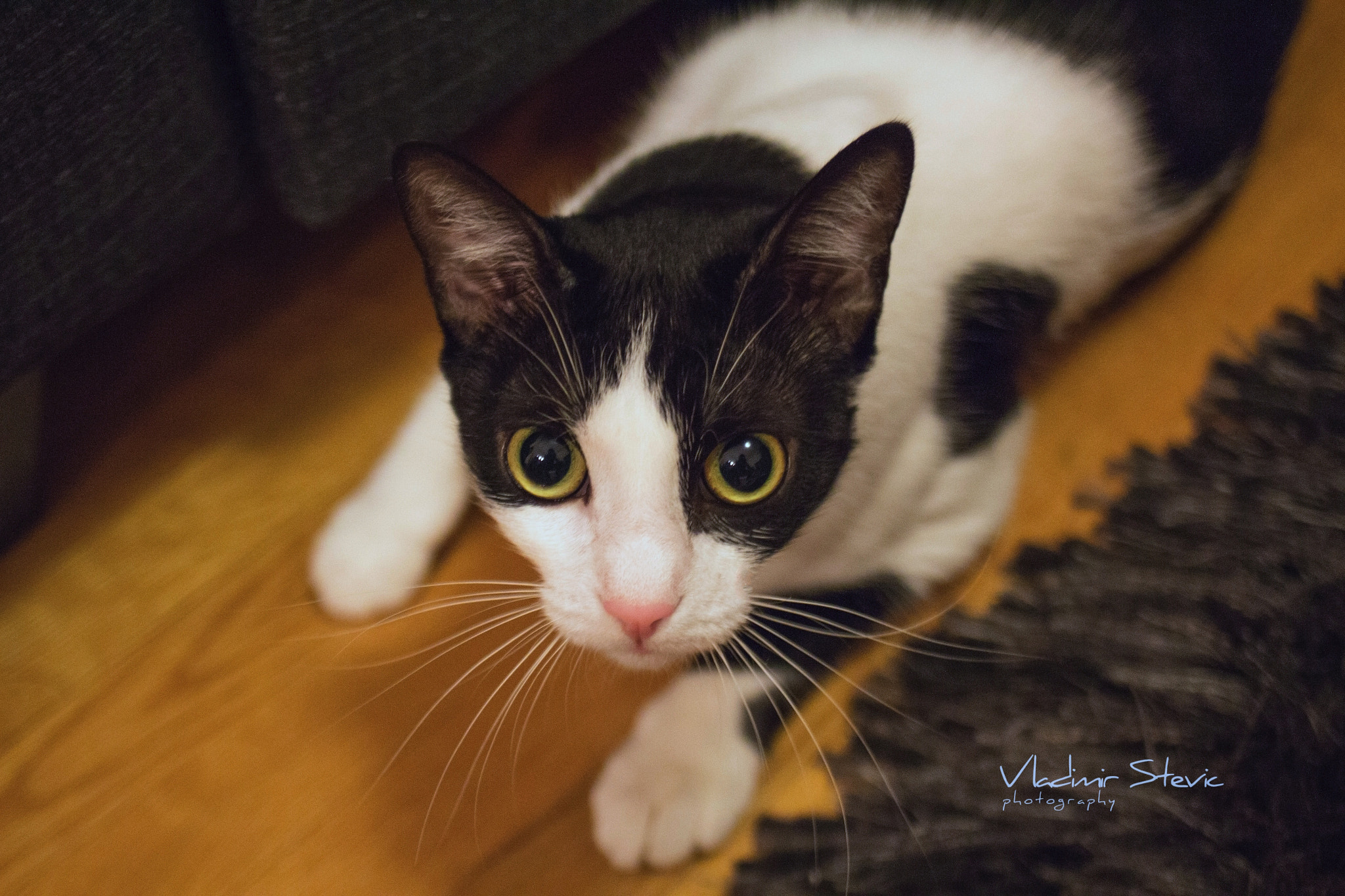 Canon EF 35-80mm f/4-5.6 sample photo. Coco the cat photography