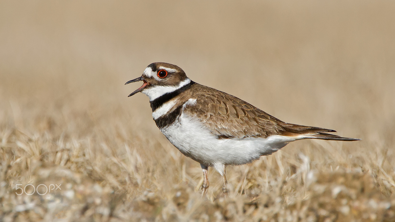 Canon EOS 7D + Canon EF 300mm F2.8L IS USM sample photo. Killdeer photography