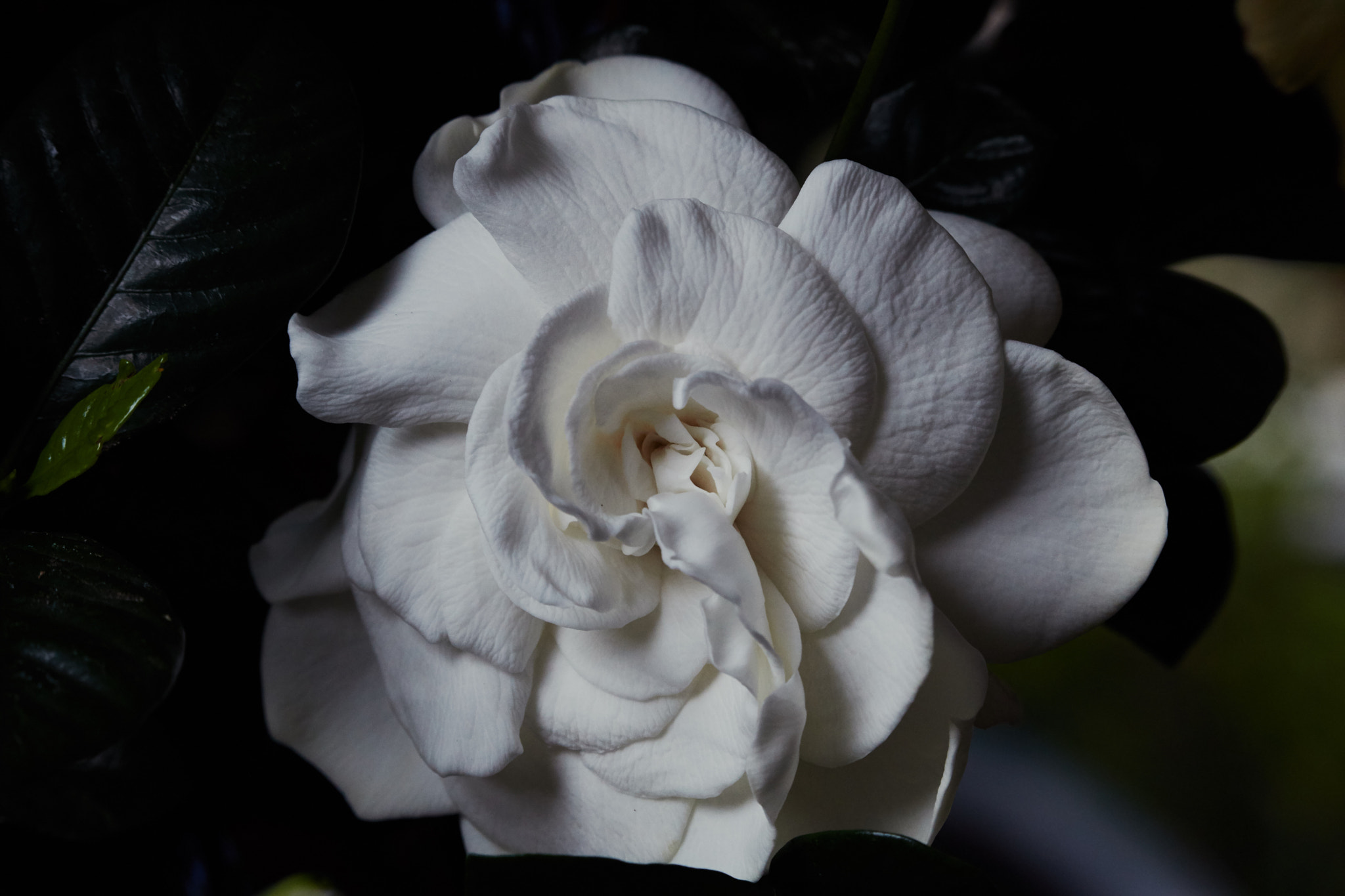 Canon EF-S 55-250mm F4-5.6 IS STM sample photo. May gardenia ii photography