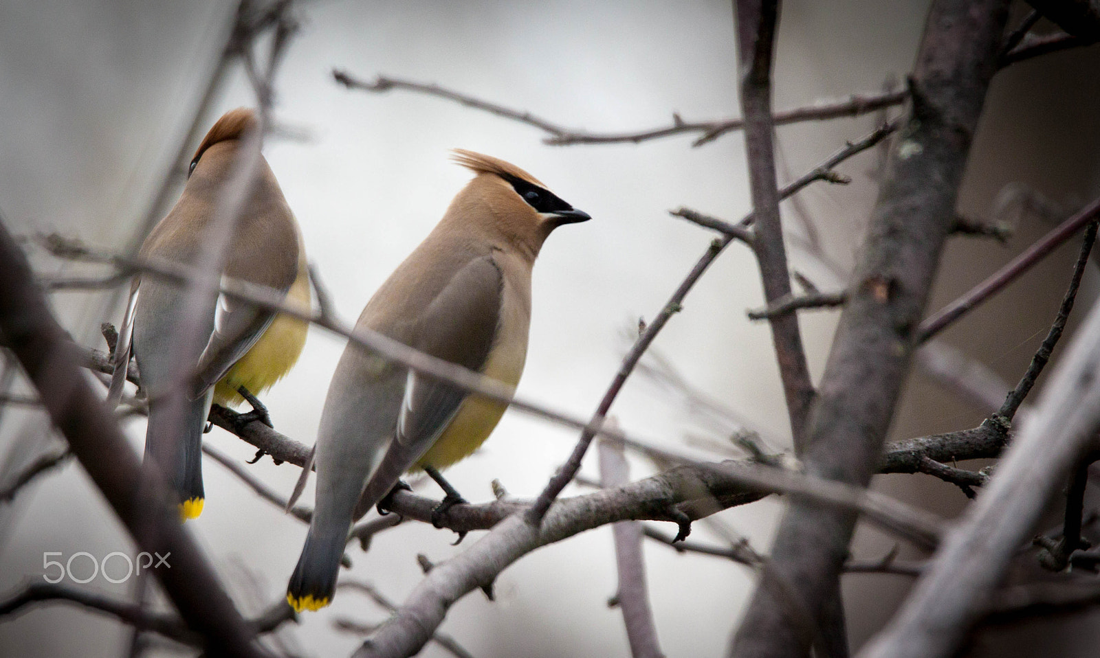 150-600mm F5-6.3 DG OS HSM | Sports 014 sample photo. Cedar waxwing photography