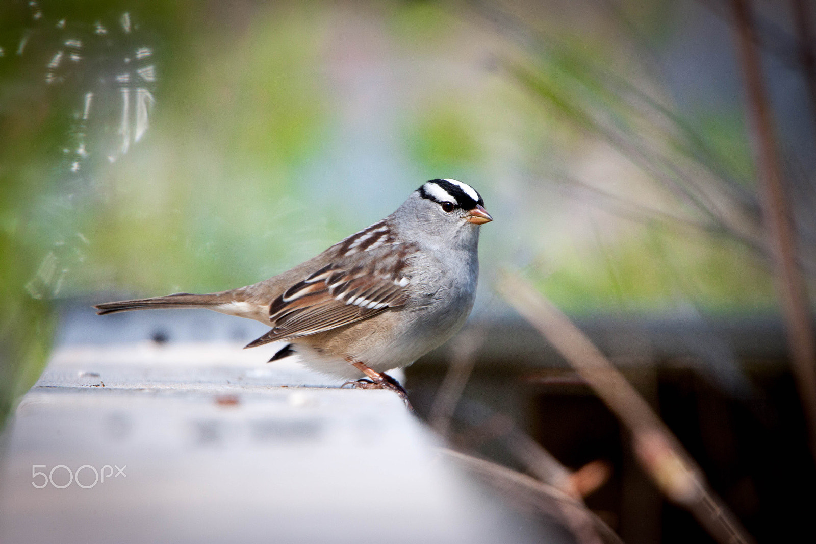 Canon EOS 500D (EOS Rebel T1i / EOS Kiss X3) + Tamron SP 150-600mm F5-6.3 Di VC USD sample photo. White-crowned sparrow photography