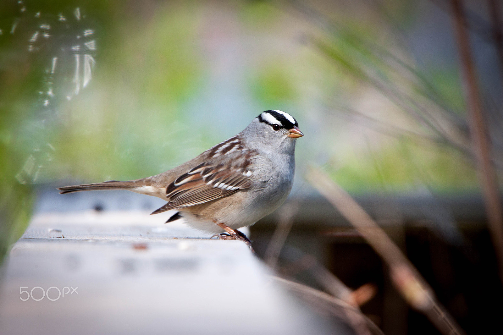 Tamron SP 150-600mm F5-6.3 Di VC USD sample photo. White-crowned sparrow photography